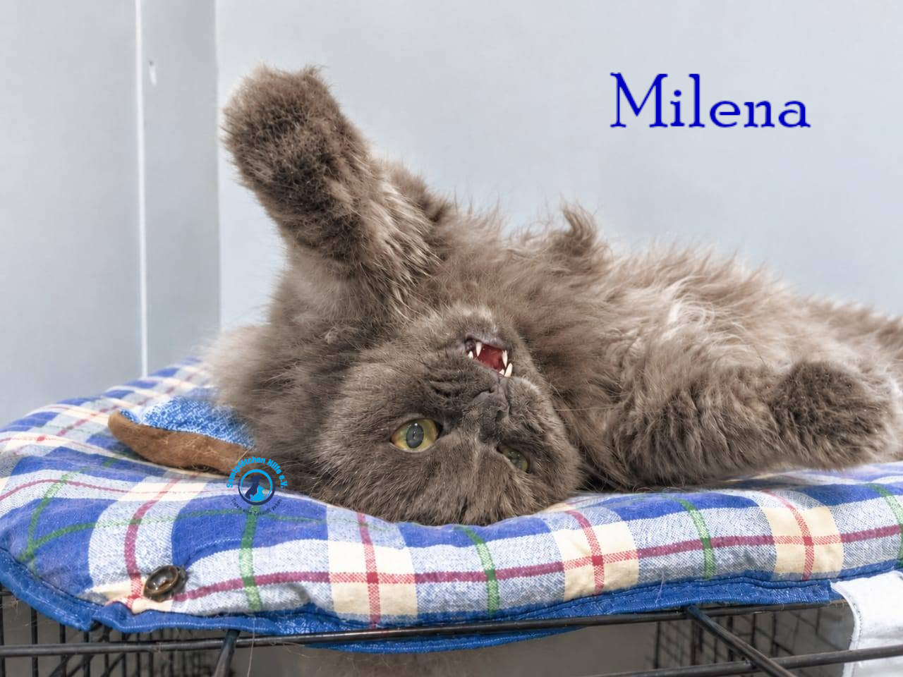 Lyudmila/Katzen/Milena_III/Milena_III24mN.jpg
