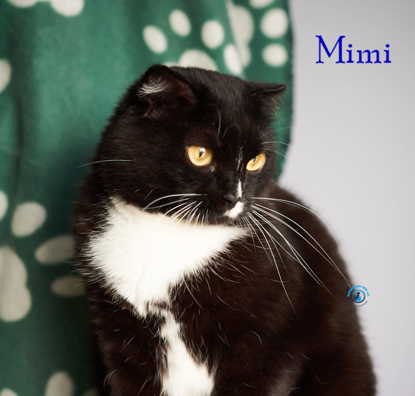 Lyudmila/Katzen/Mimi_II/Mimi_II39mN.jpg