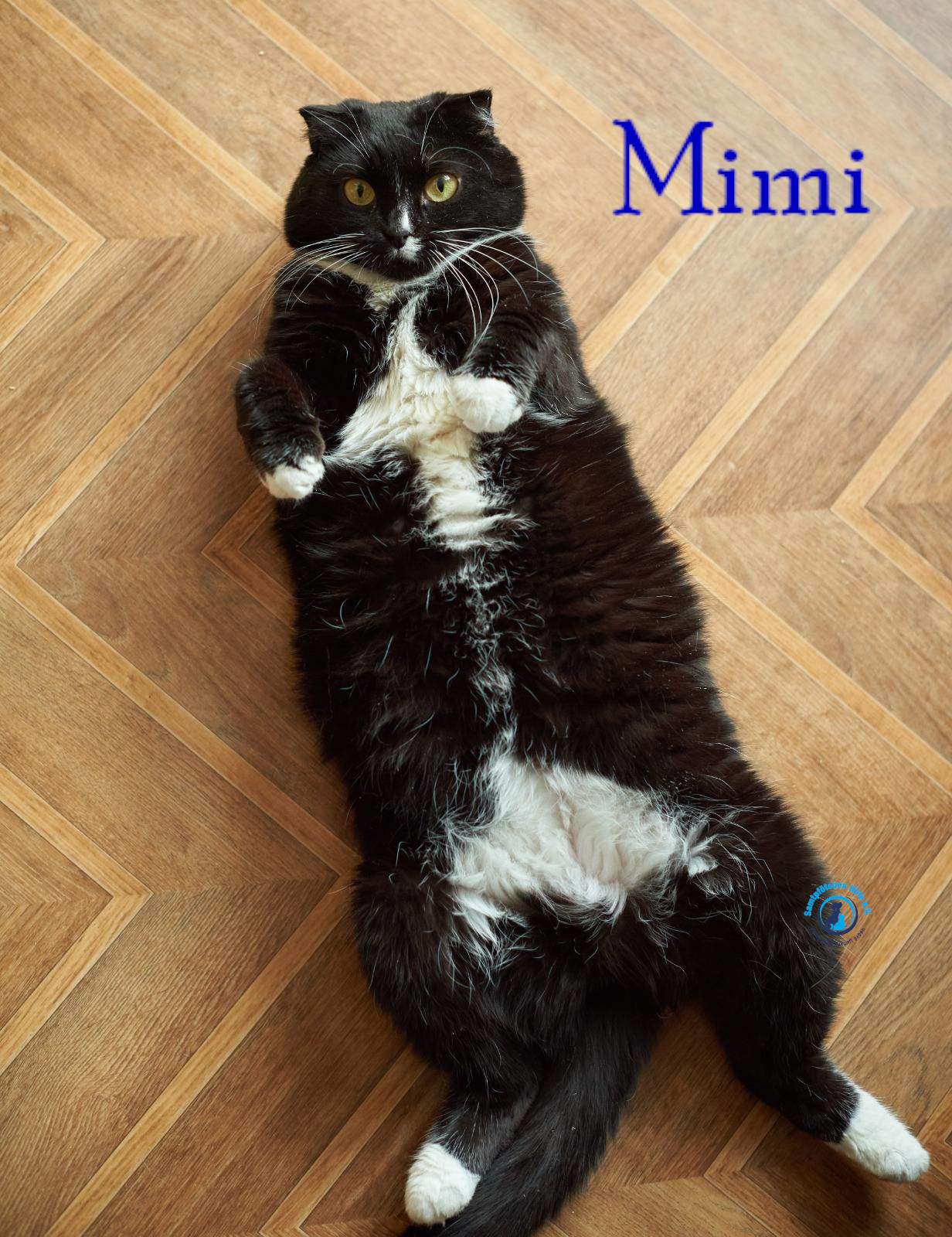 Lyudmila/Katzen/Mimi_II/Mimi_II42mN.jpg