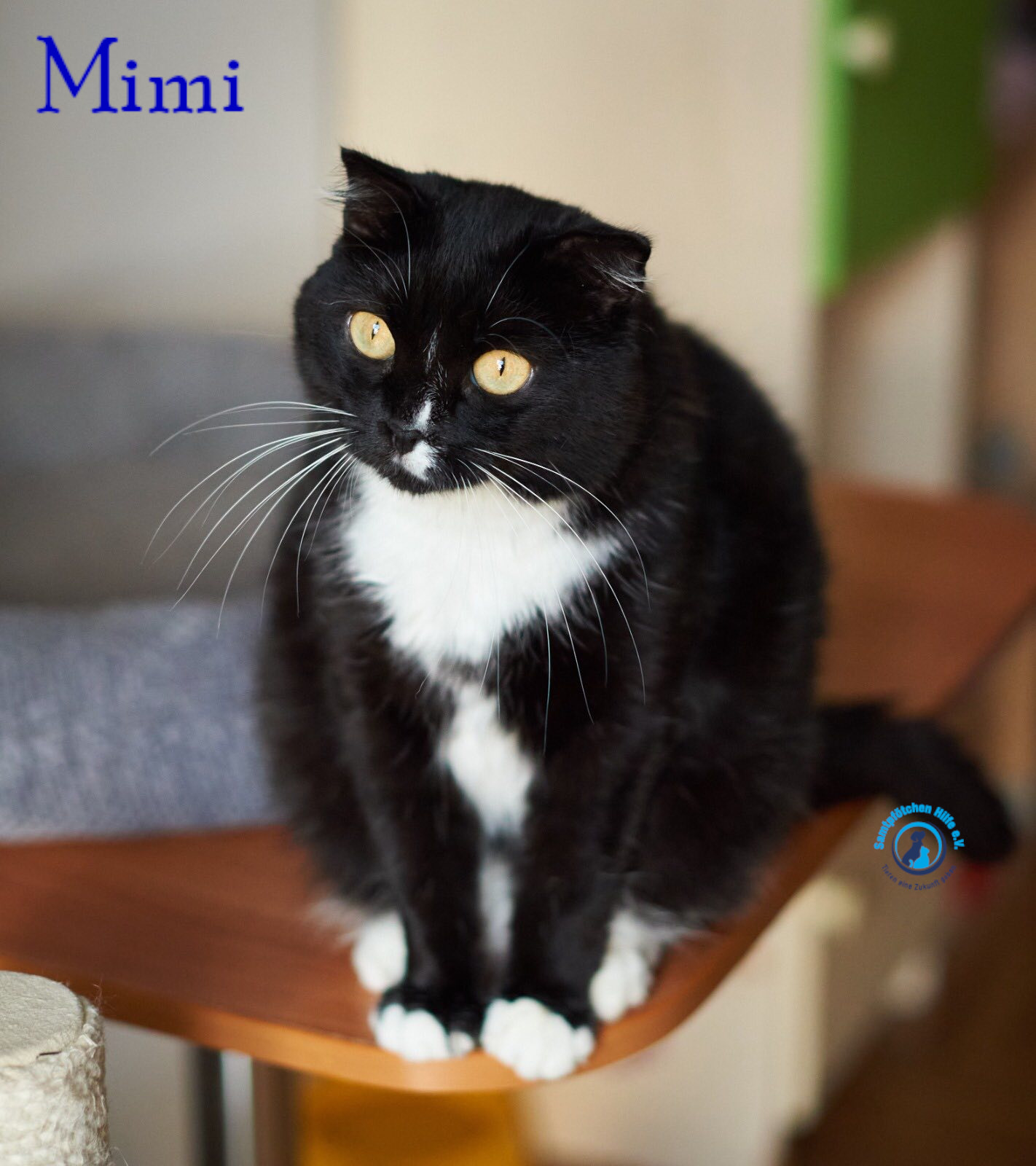 Lyudmila/Katzen/Mimi_II/Mimi_II44mN.jpg