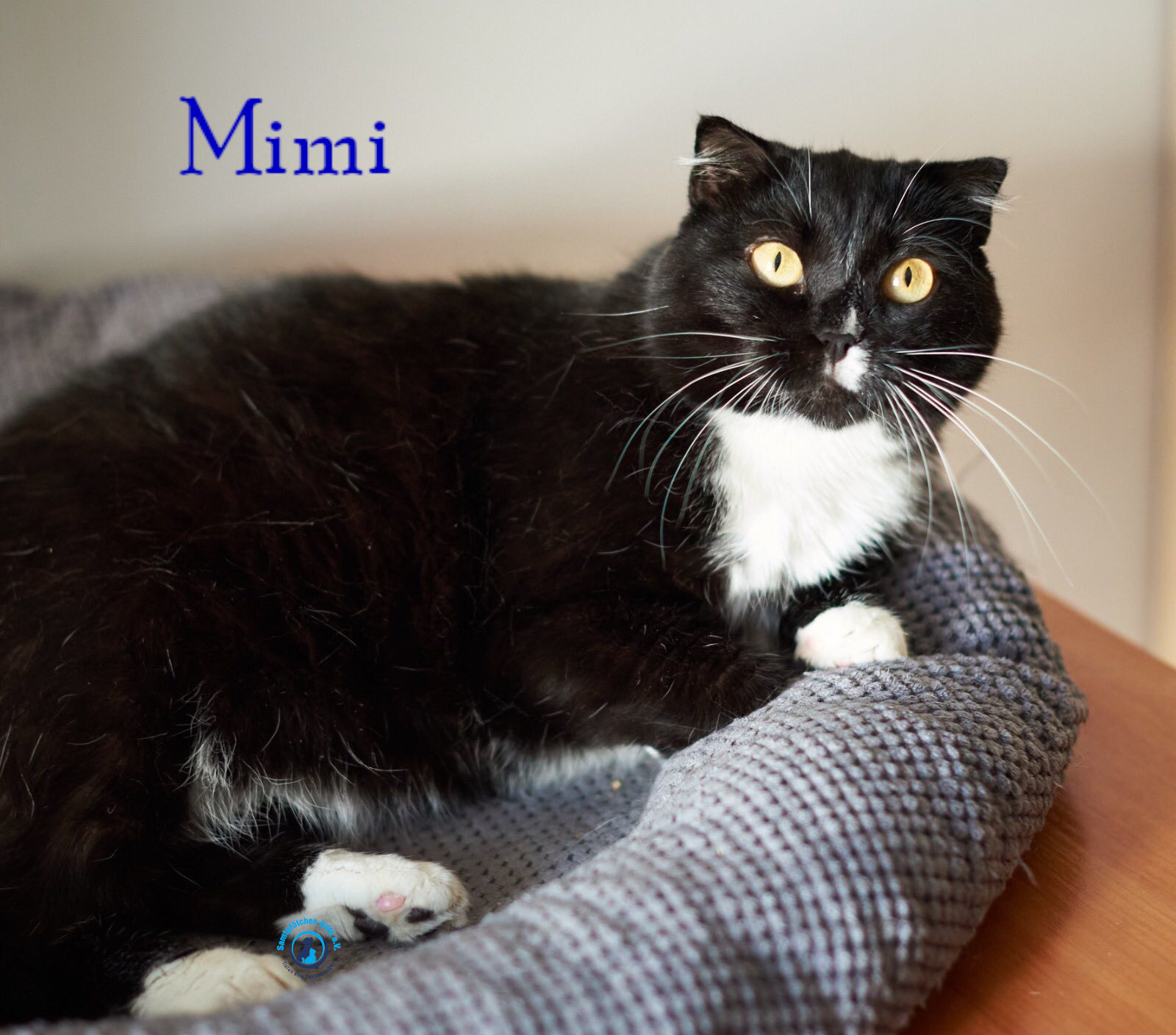 Lyudmila/Katzen/Mimi_II/Mimi_II45mN.jpg