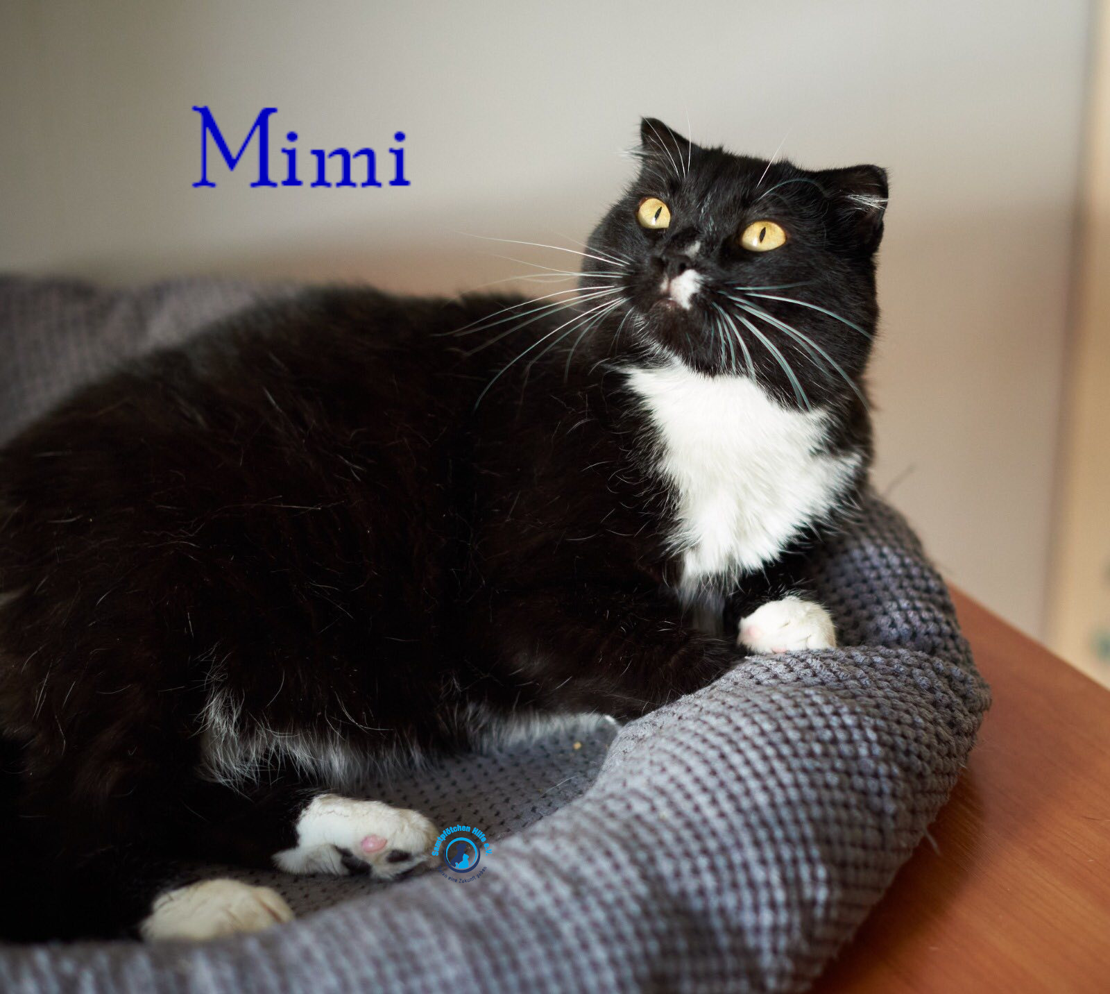 Lyudmila/Katzen/Mimi_II/Mimi_II46mN.jpg