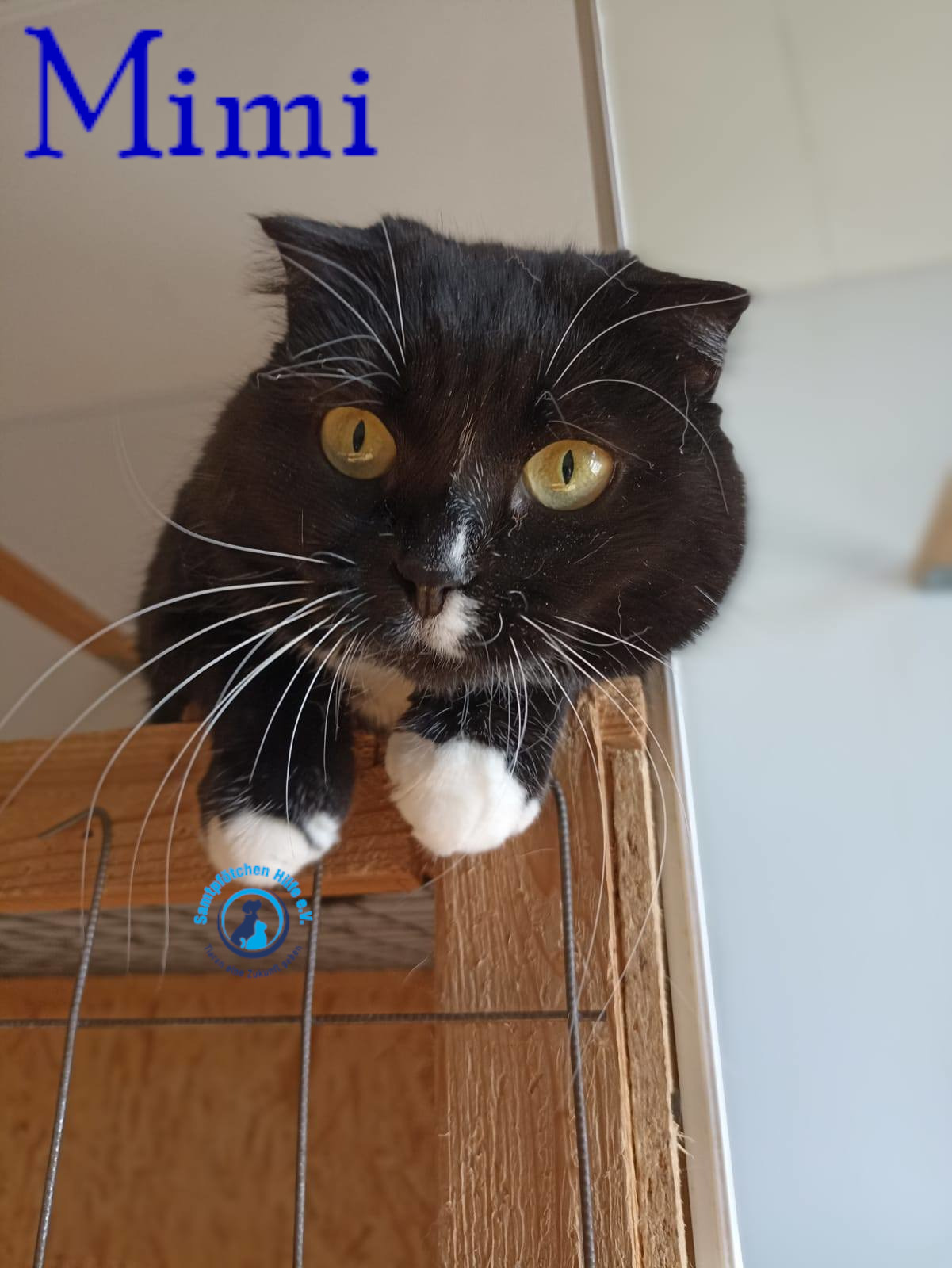 Lyudmila/Katzen/Mimi_II/Mimi_II47mN.jpg