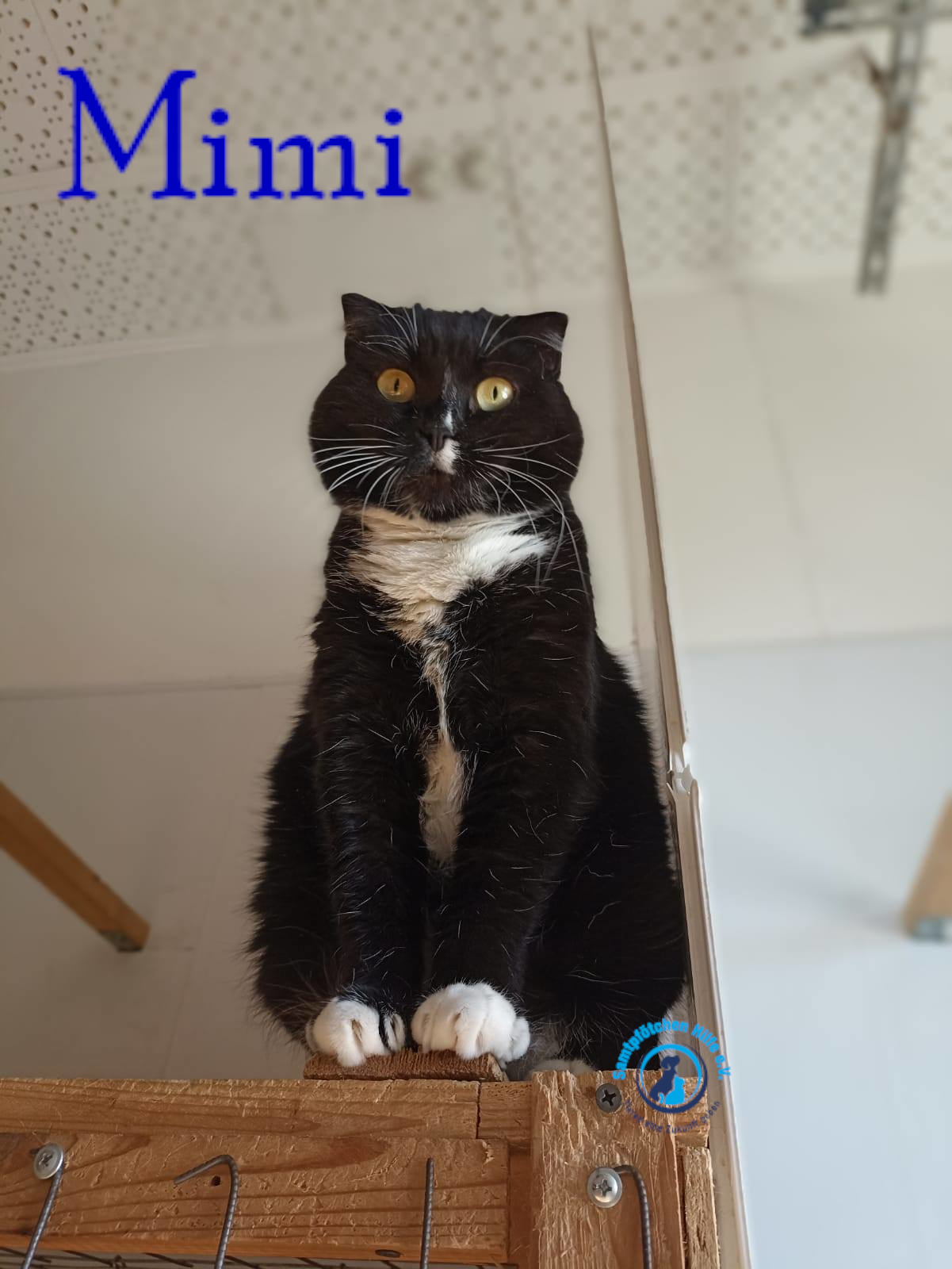 Lyudmila/Katzen/Mimi_II/Mimi_II48mN.jpg
