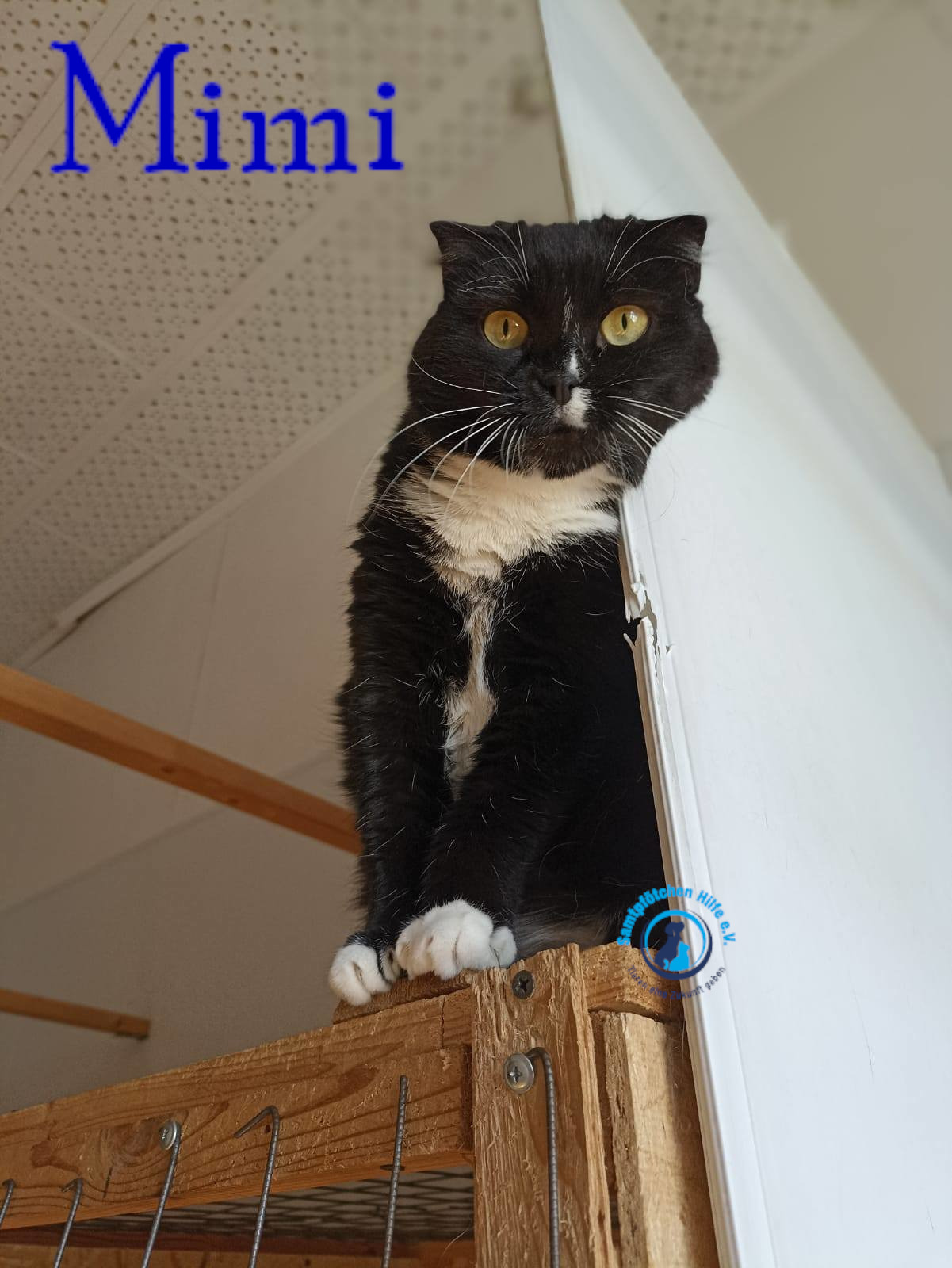 Lyudmila/Katzen/Mimi_II/Mimi_II49mN.jpg