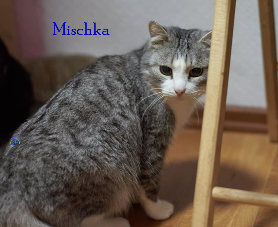 Lyudmila/Katzen/Mischka/Mischka10mN.jpg