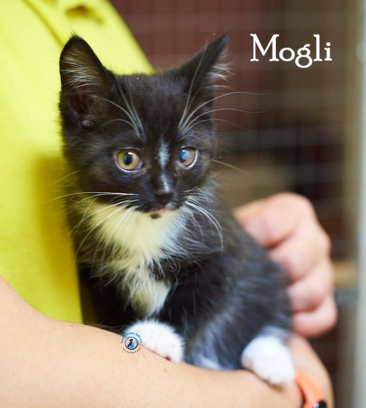 Lyudmila/Katzen/Mogli_III/Mogli_III03mN.jpg
