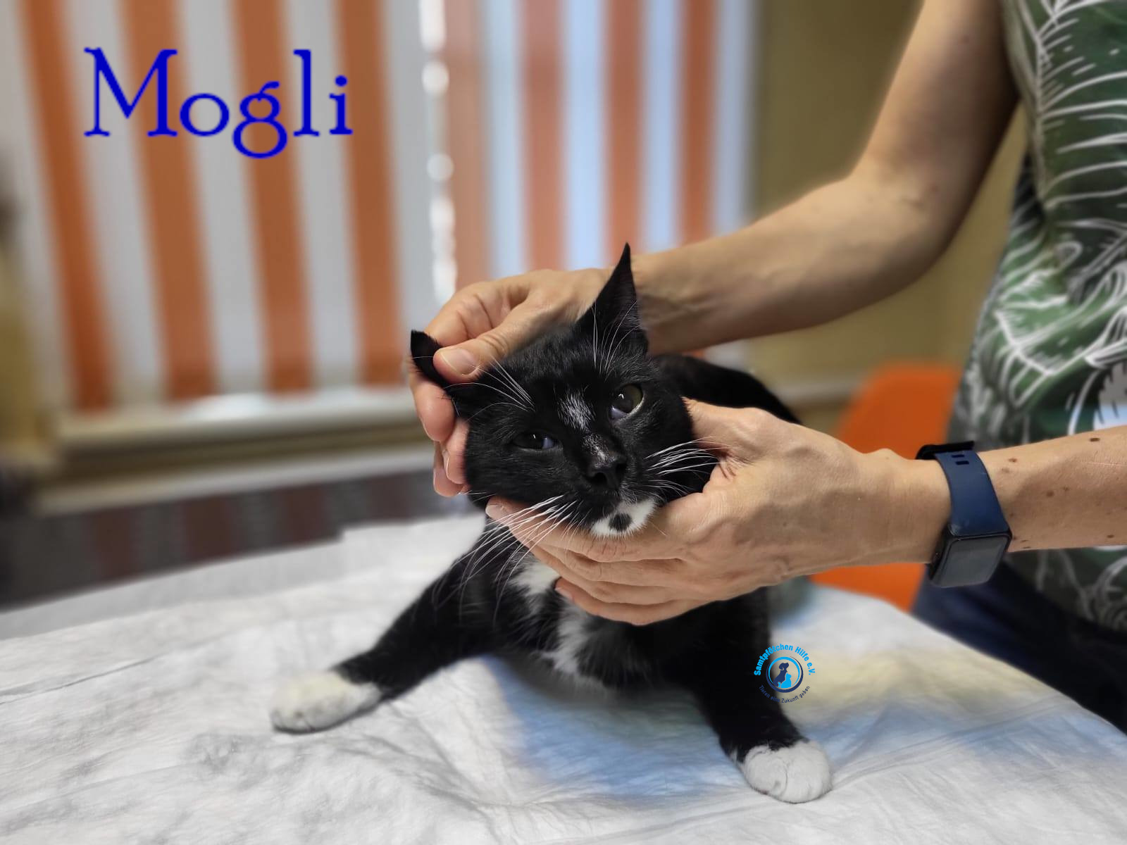 Lyudmila/Katzen/Mogli_III/Mogli_III09mN.jpg