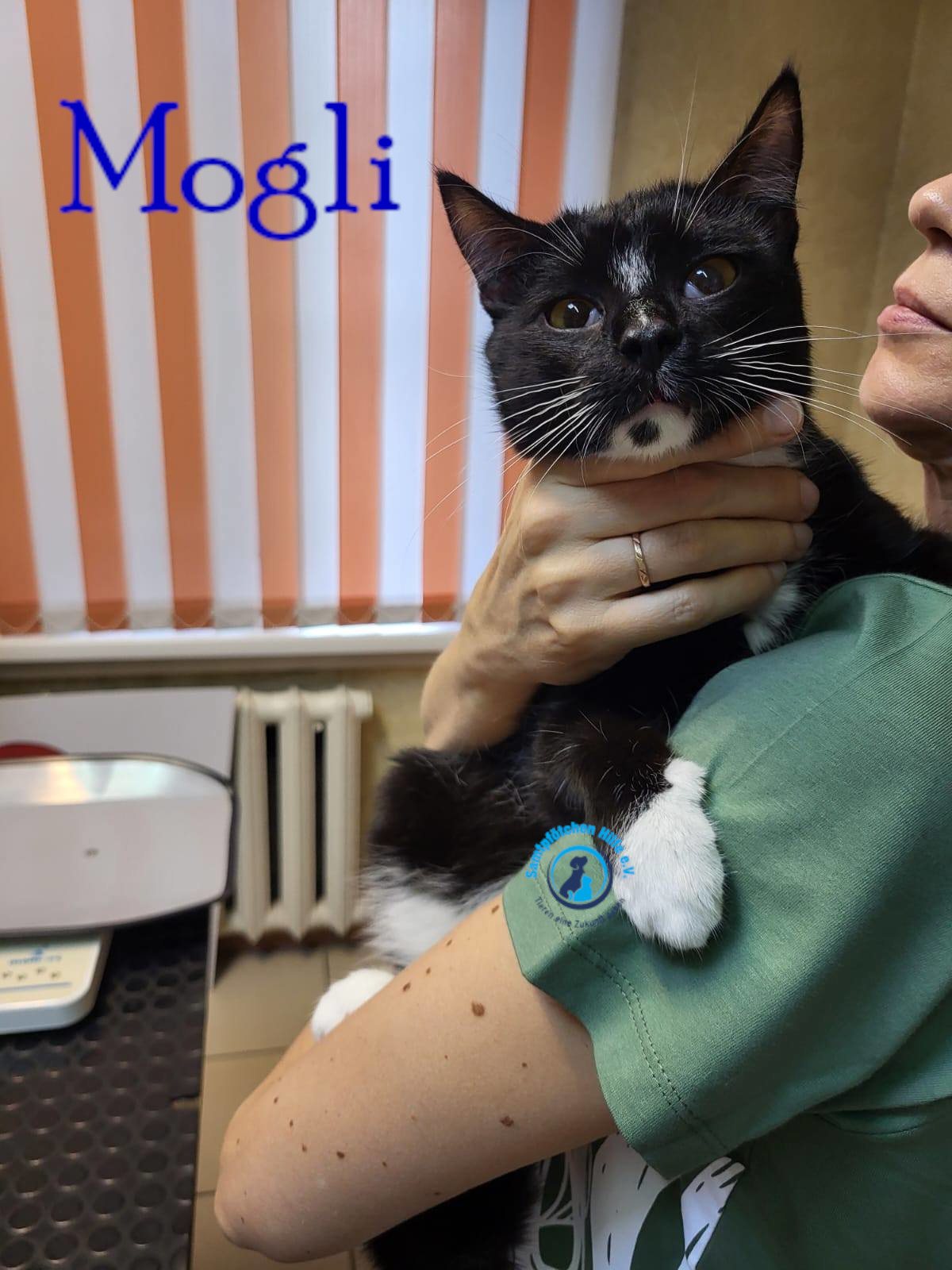 Lyudmila/Katzen/Mogli_III/Mogli_III11mN.jpg