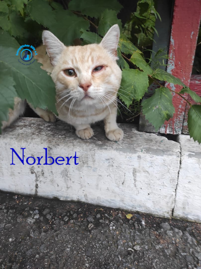 Lyudmila/Katzen/Norbert/Norbert03mN.jpg