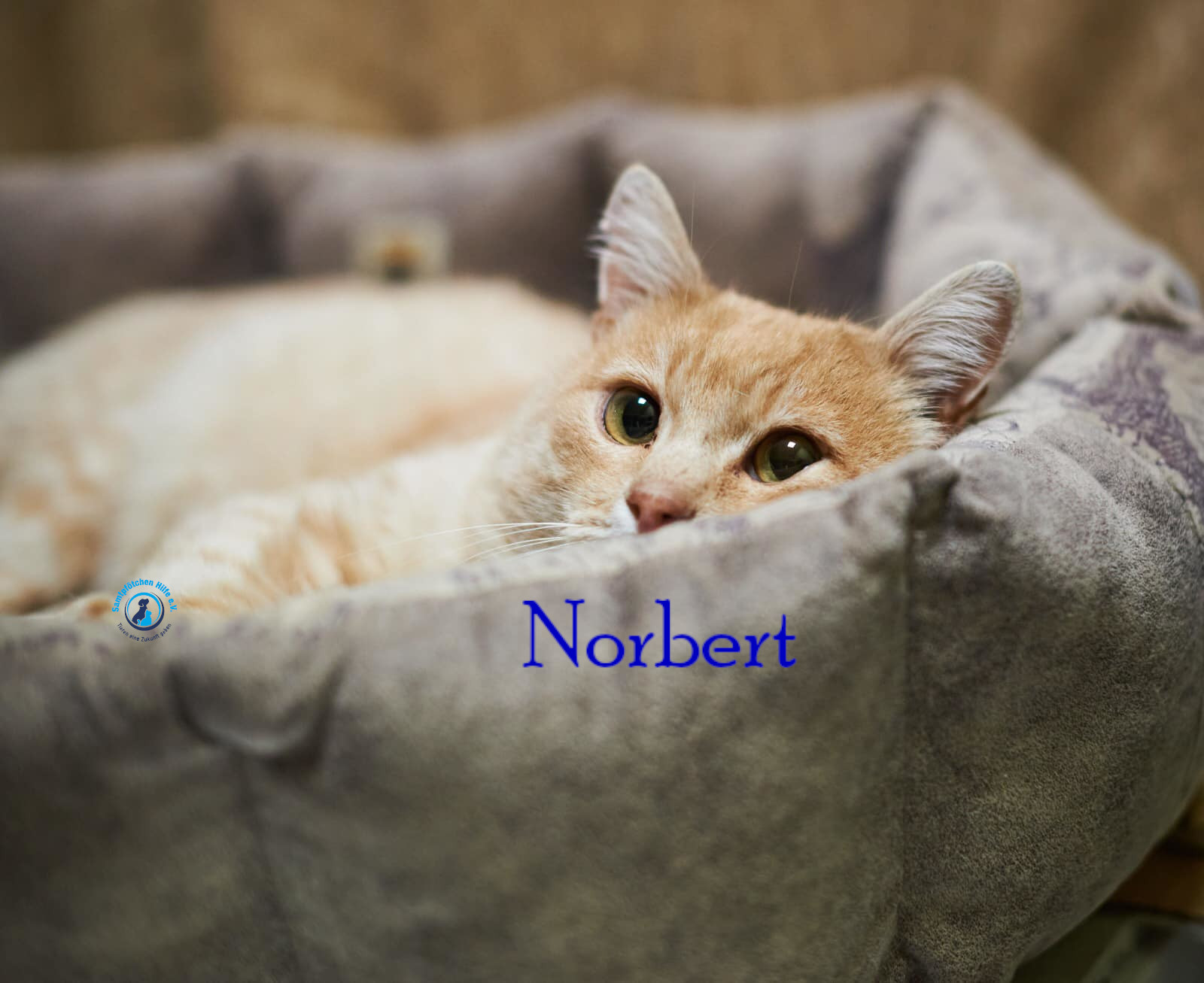Lyudmila/Katzen/Norbert/Norbert10mN.jpg