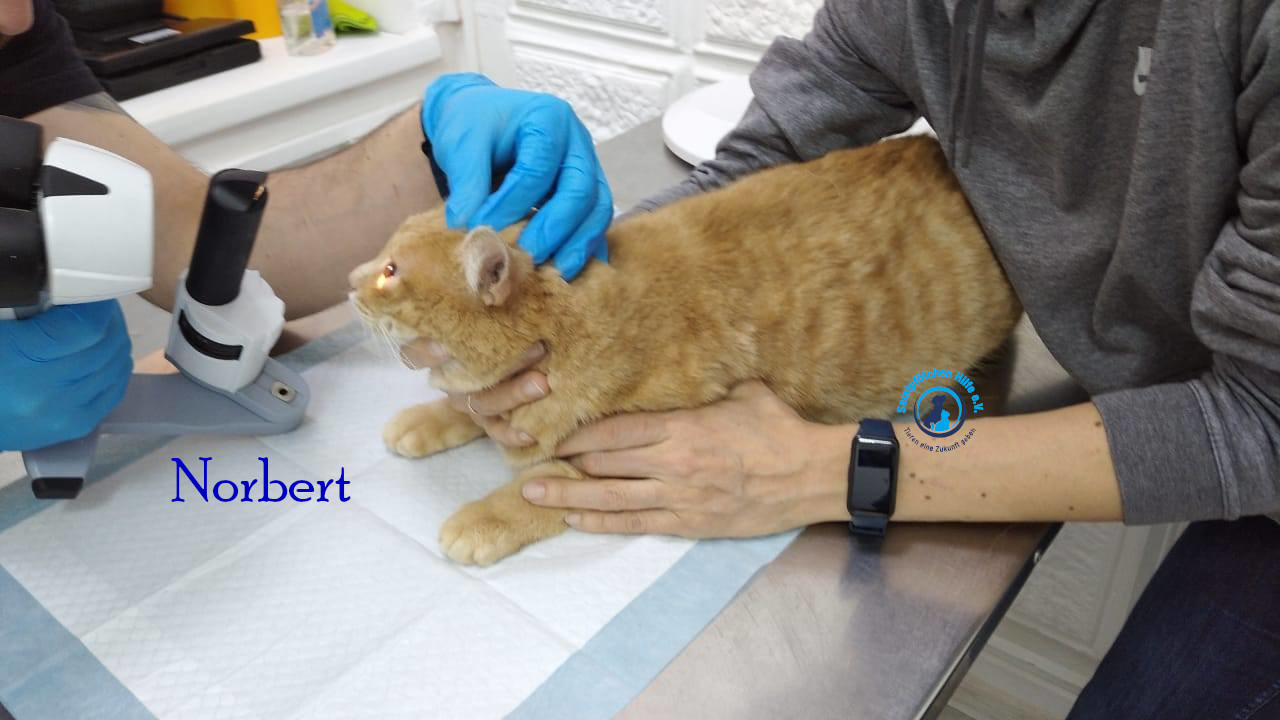 Lyudmila/Katzen/Norbert/Norbert19mN.jpg