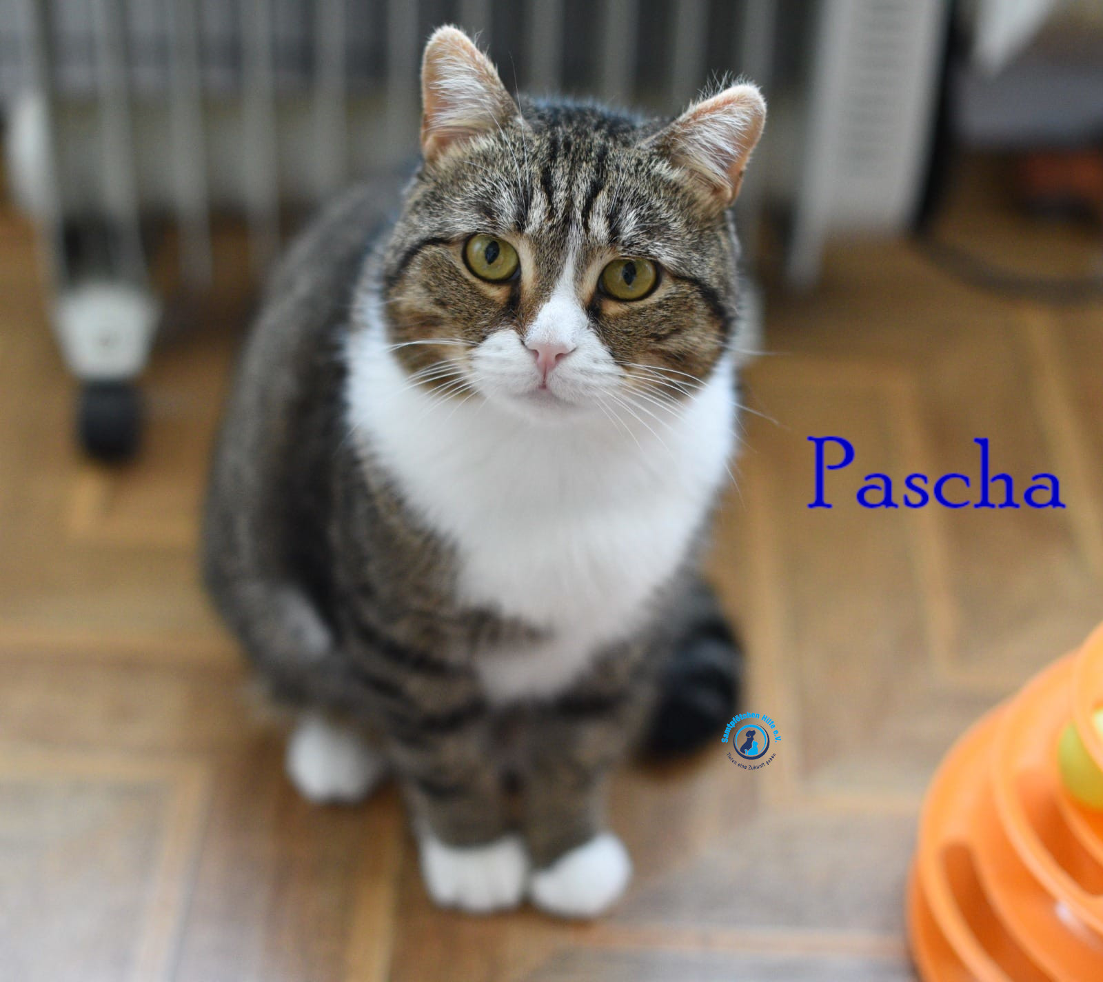 Lyudmila/Katzen/Pascha_II/Pascha_II35mN.jpg