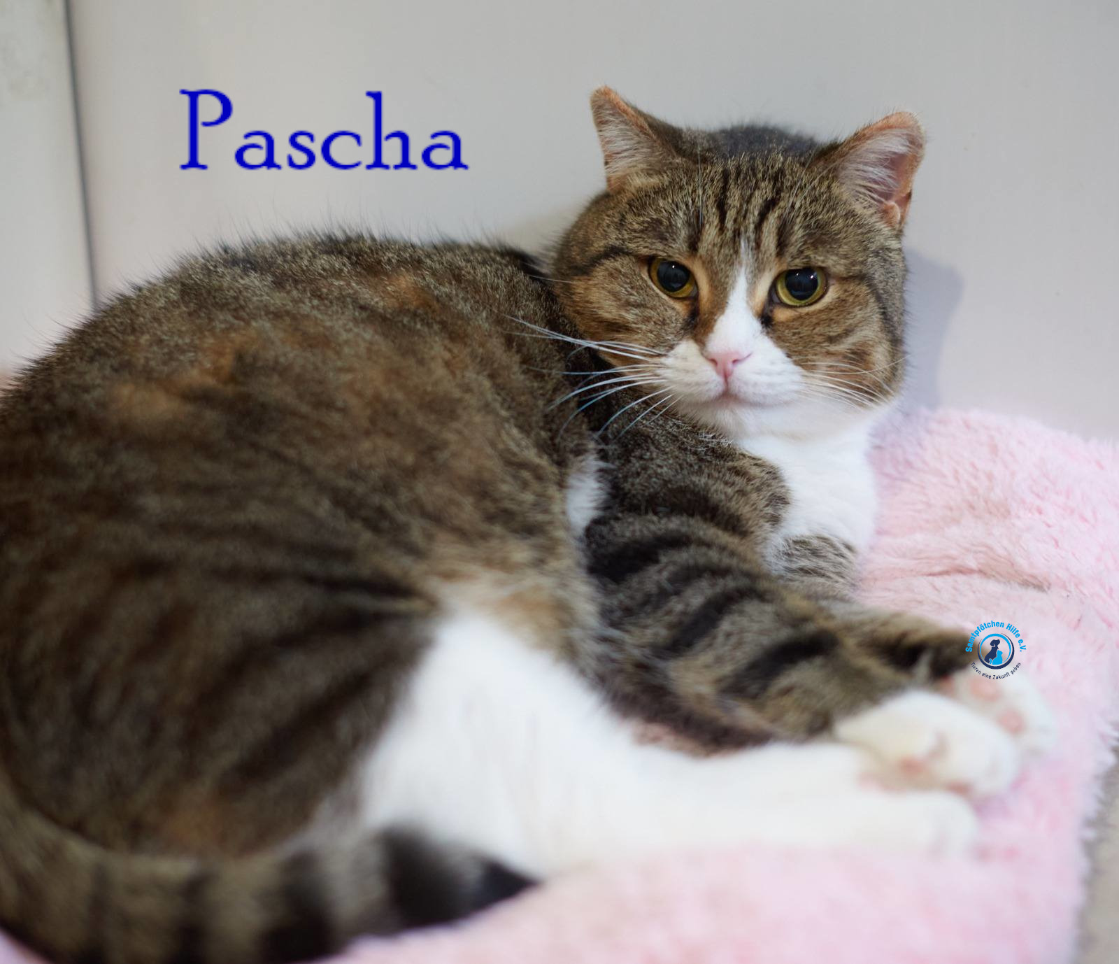 Lyudmila/Katzen/Pascha_II/Pascha_II41mN.jpg