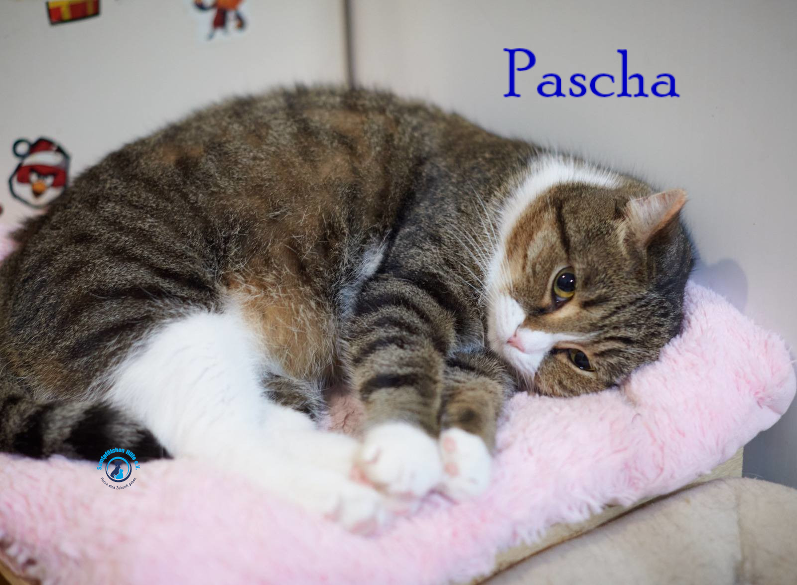 Lyudmila/Katzen/Pascha_II/Pascha_II42mN.jpg