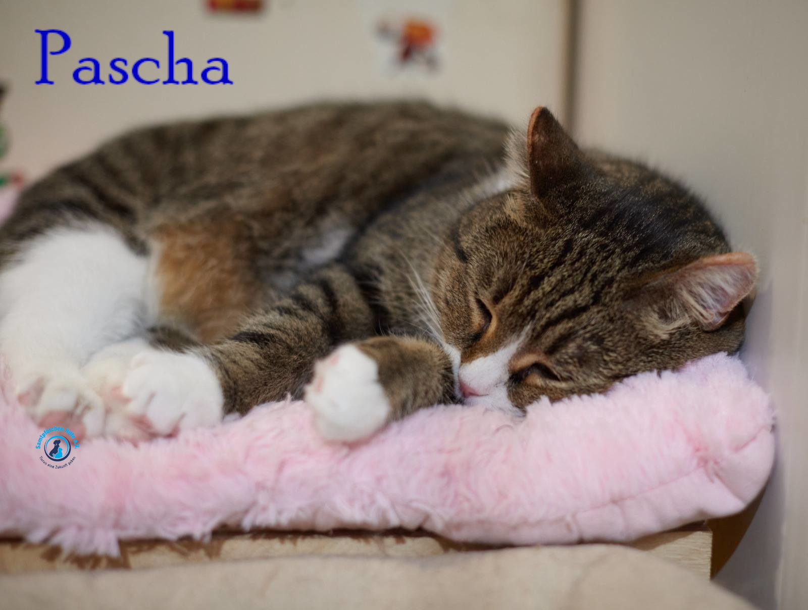 Lyudmila/Katzen/Pascha_II/Pascha_II43mN.jpg