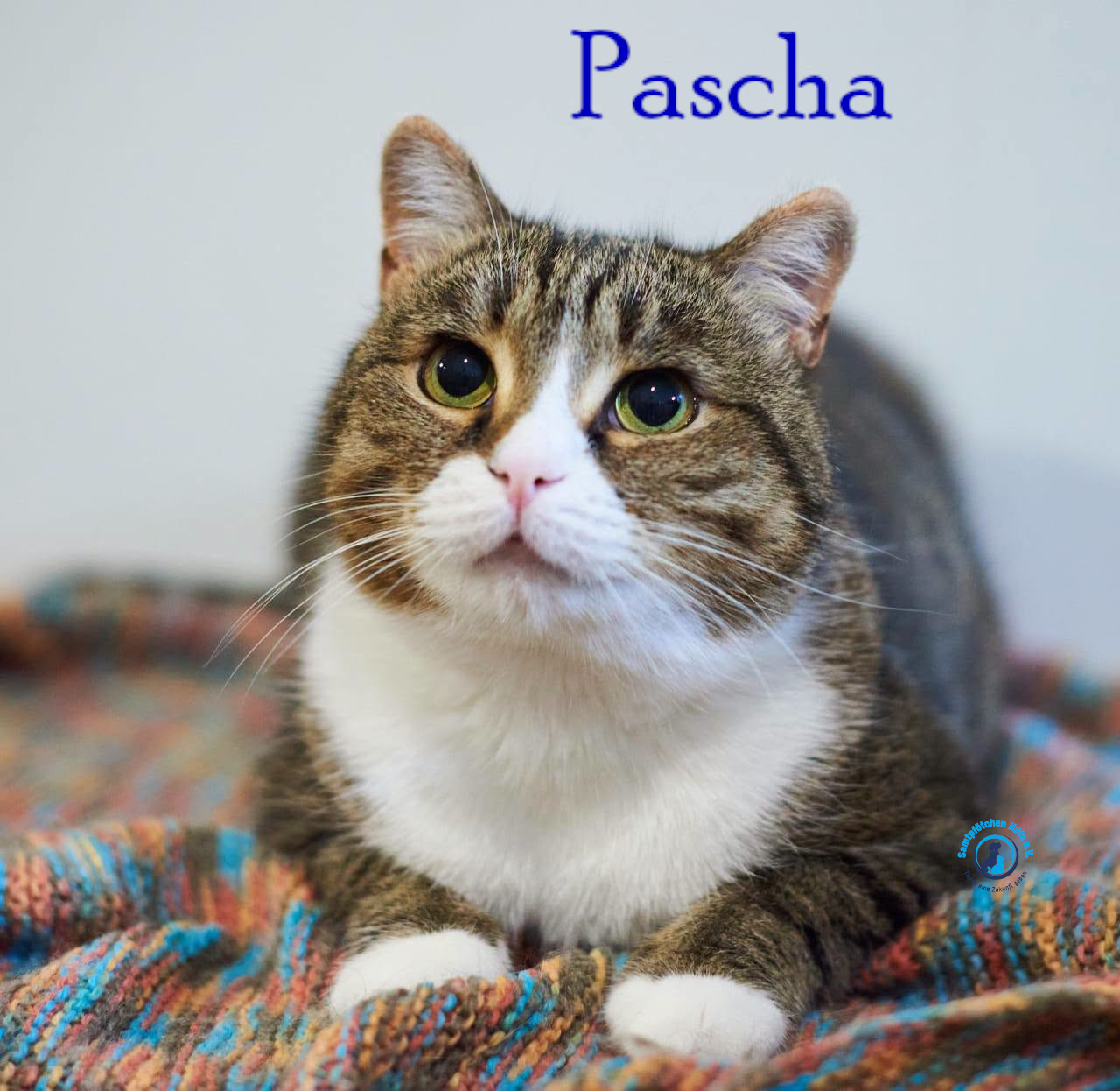 Lyudmila/Katzen/Pascha_II/Pascha_II45mN.jpg