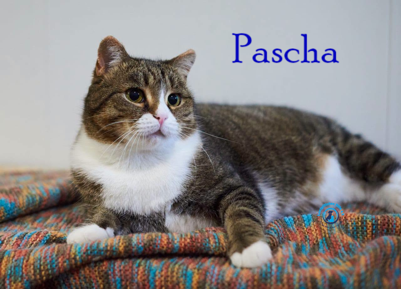 Lyudmila/Katzen/Pascha_II/Pascha_II46mN.jpg