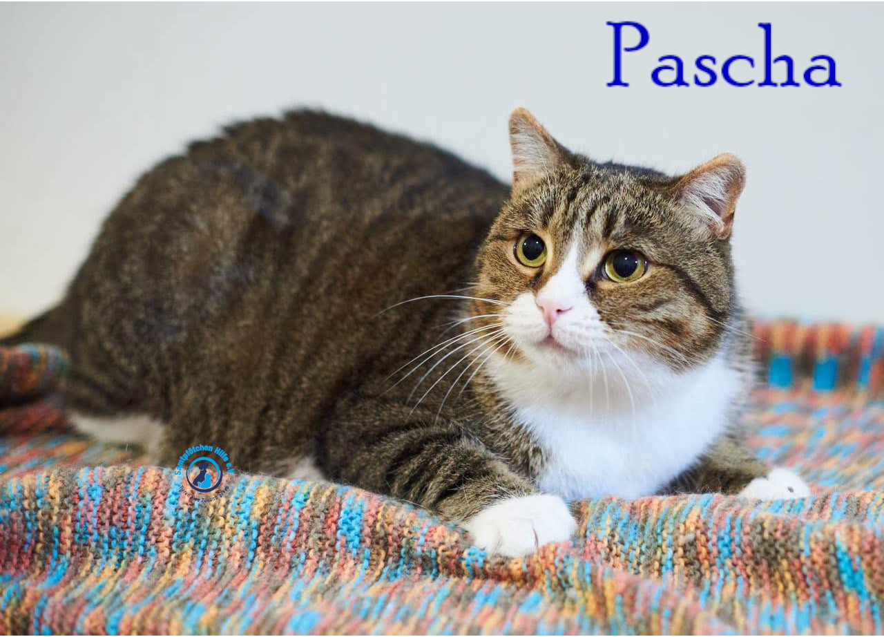 Lyudmila/Katzen/Pascha_II/Pascha_II47mN.jpg