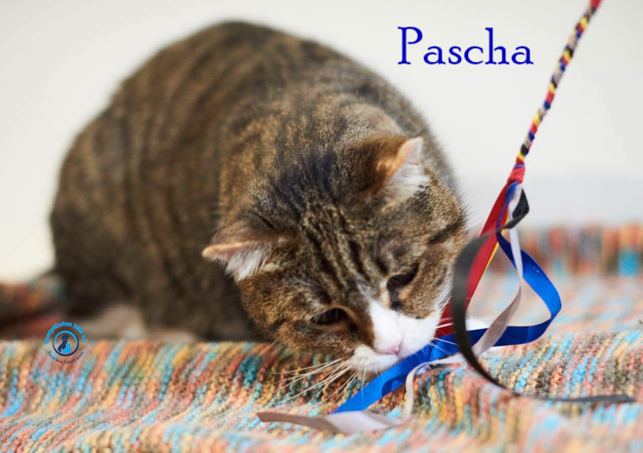 Lyudmila/Katzen/Pascha_II/Pascha_II48mN.jpg