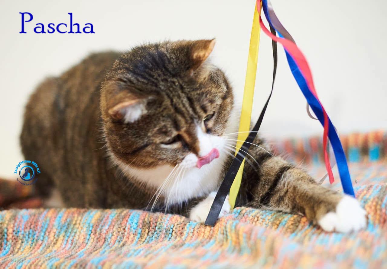 Lyudmila/Katzen/Pascha_II/Pascha_II49mN.jpg