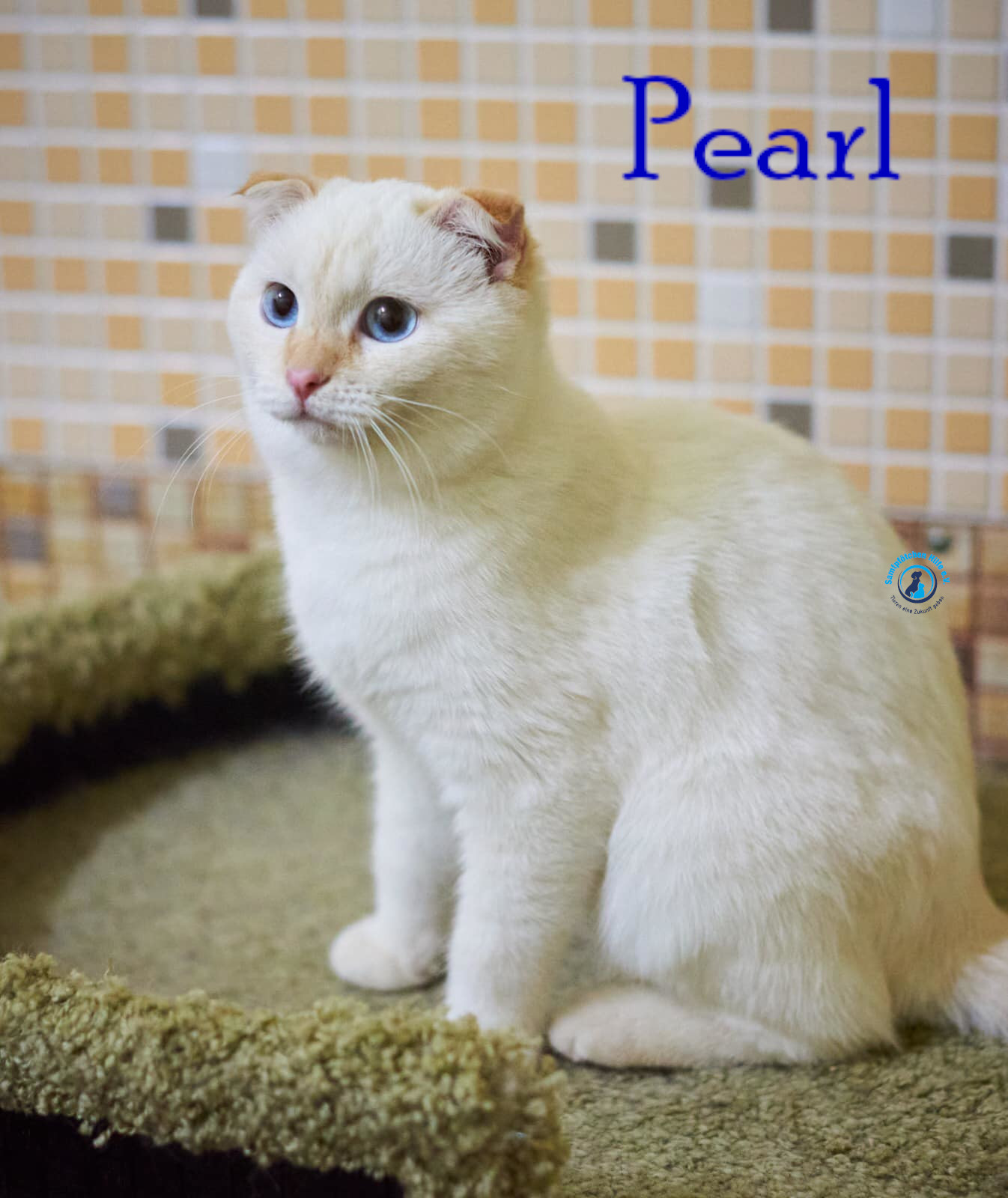 Lyudmila/Katzen/Pearl/Pearl06mN.jpg