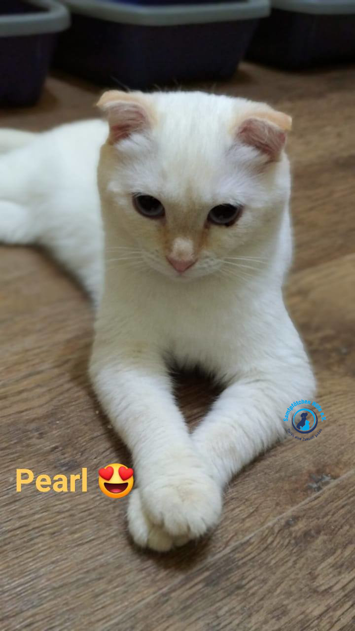 Lyudmila/Katzen/Pearl/Pearl07mN.jpg
