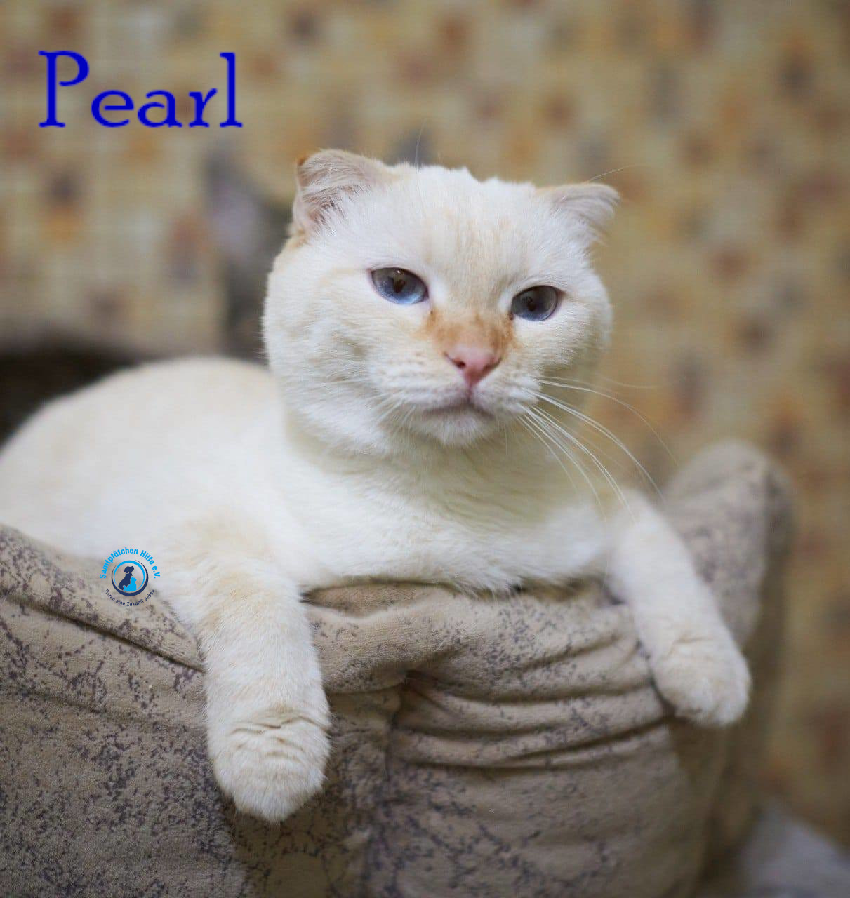 Lyudmila/Katzen/Pearl/Pearl10mN.jpg