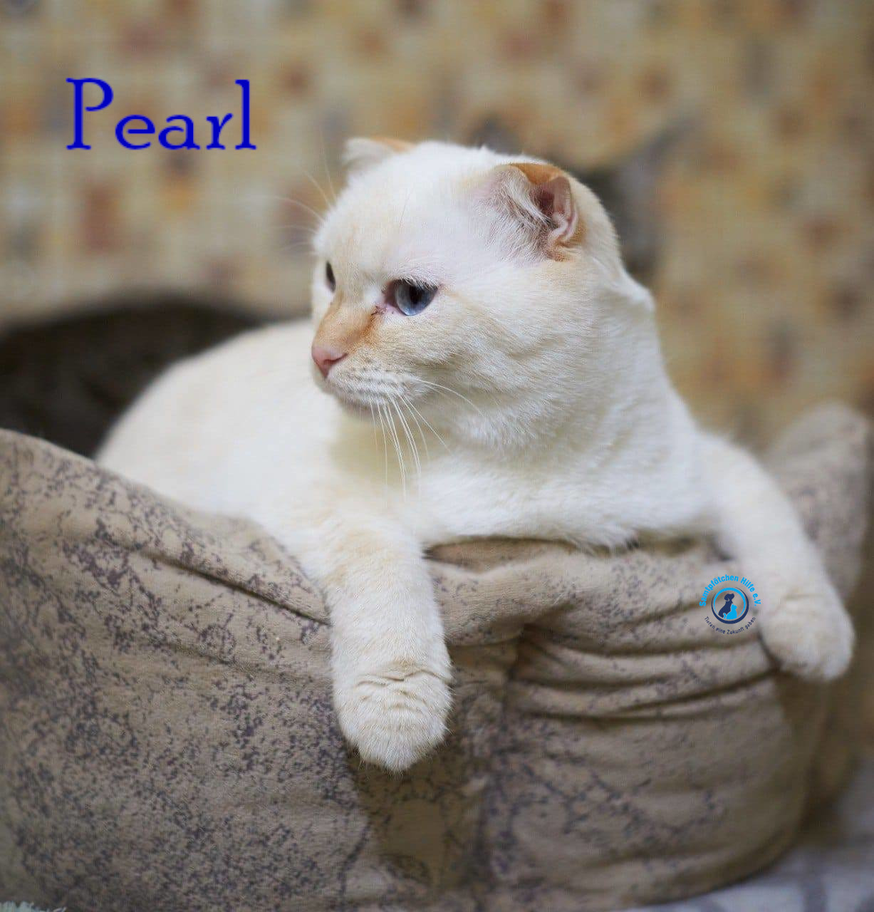 Lyudmila/Katzen/Pearl/Pearl11mN.jpg