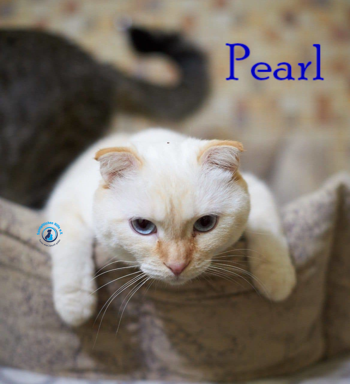 Lyudmila/Katzen/Pearl/Pearl12mN.jpg