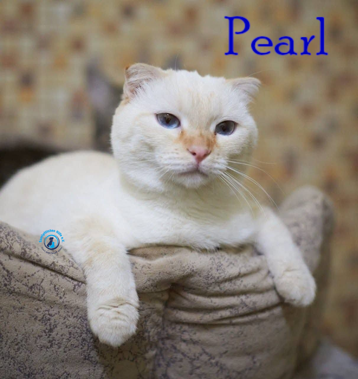 Lyudmila/Katzen/Pearl/Pearl13mN.jpg