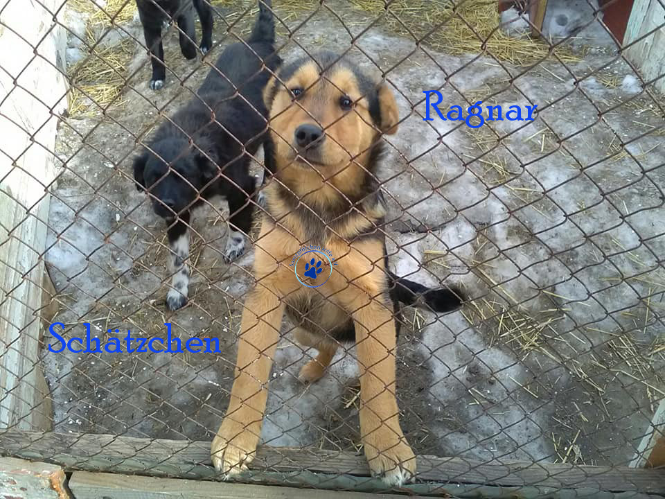 Lyudmila/Katzen/Ragnar/Ragnar07mN.jpg