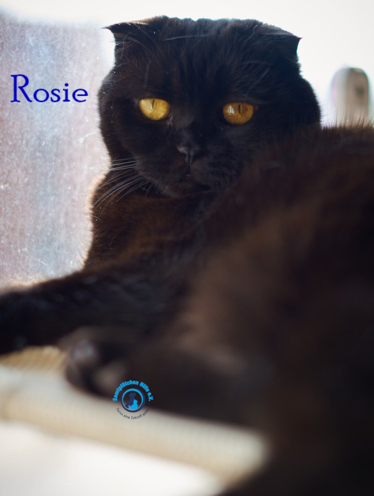 Lyudmila/Katzen/Rosie/Rosie43mN.jpg