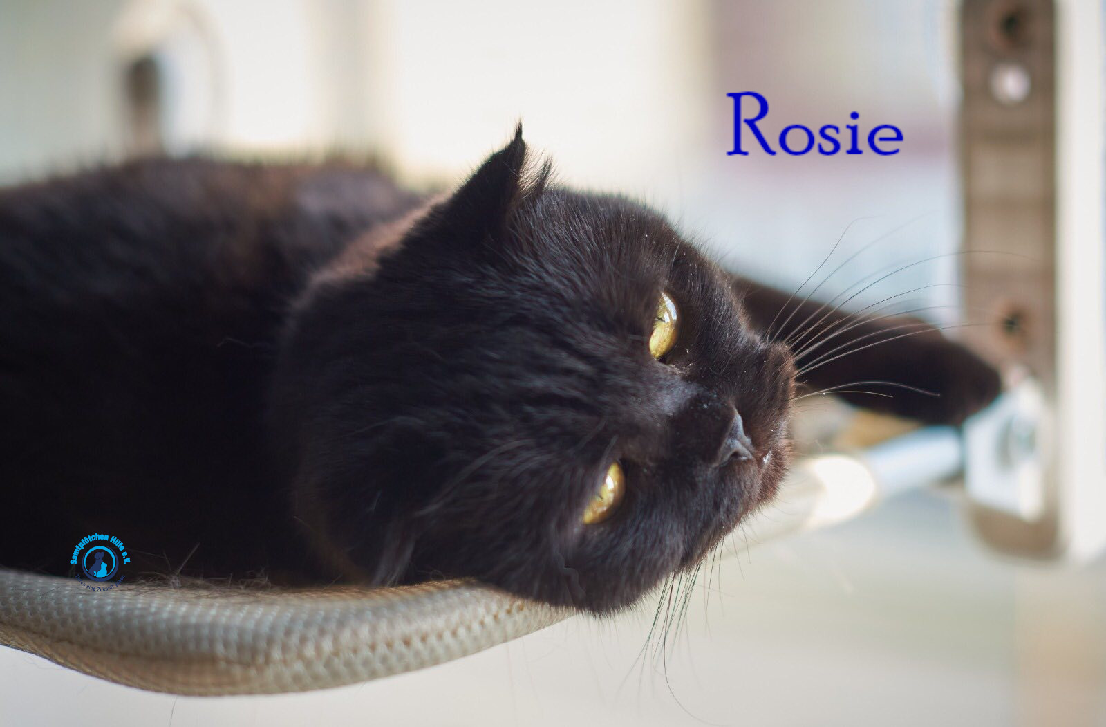 Lyudmila/Katzen/Rosie/Rosie45mN.jpg