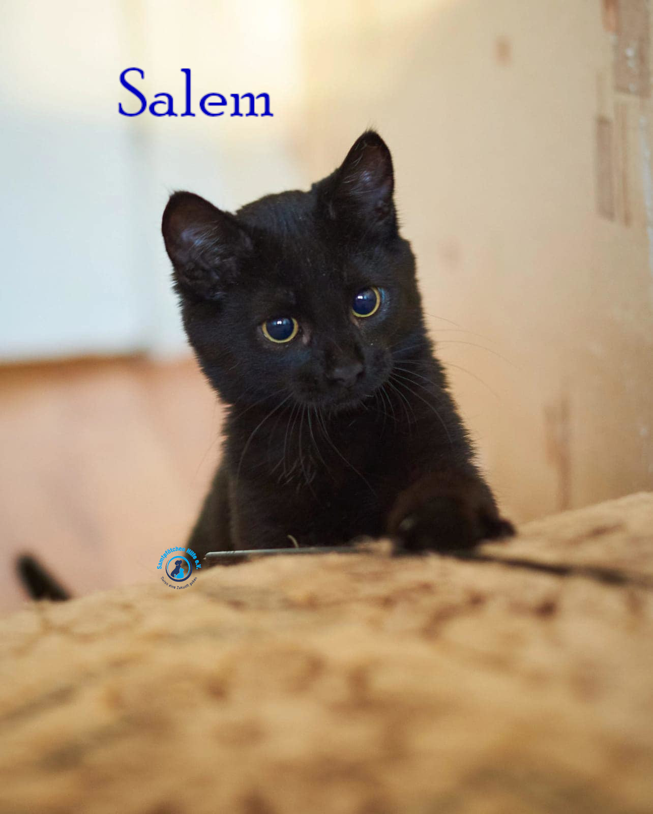 Lyudmila/Katzen/Salem/Salem11mN.jpg