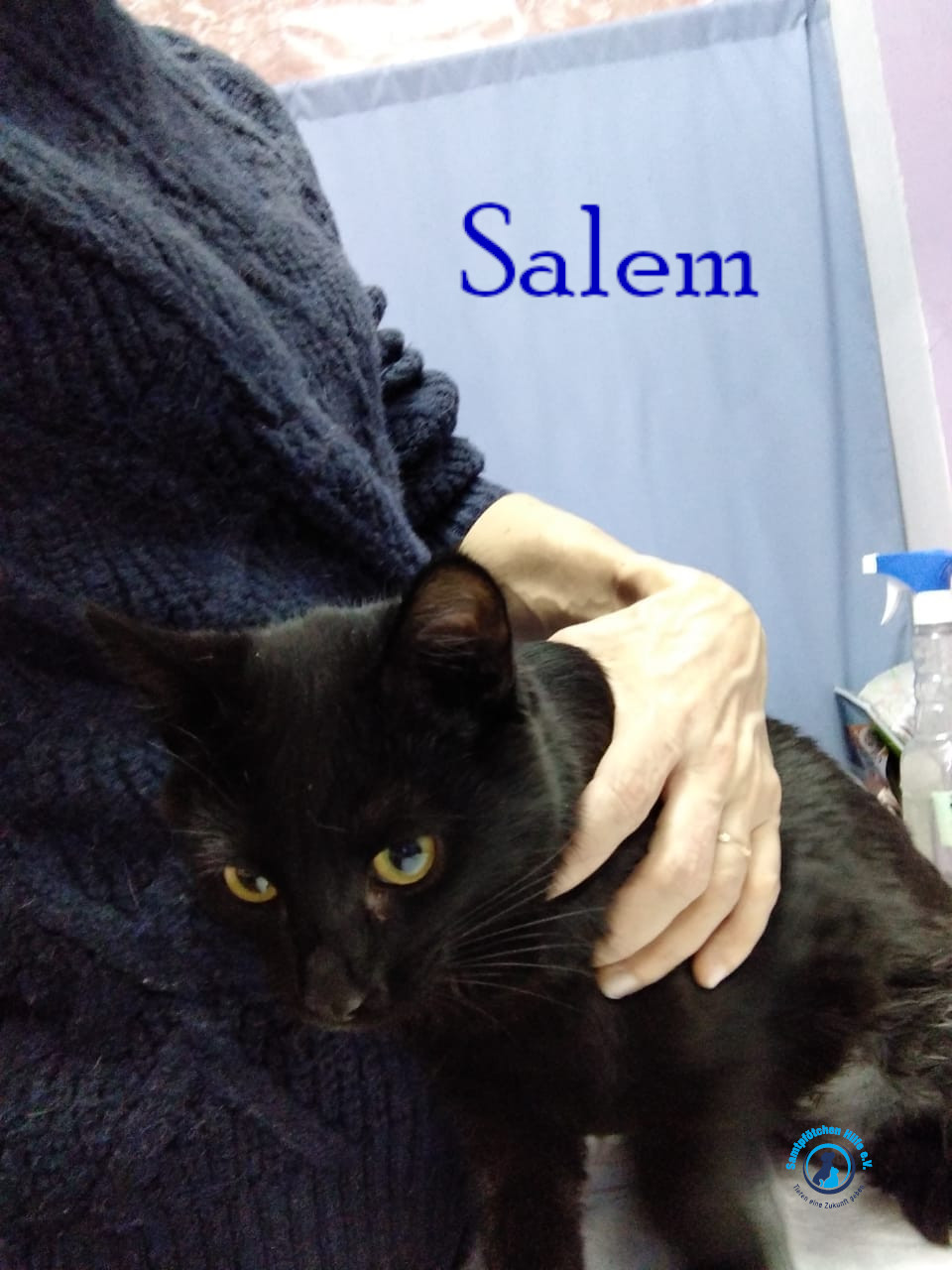 Lyudmila/Katzen/Salem/Salem15mN.jpg