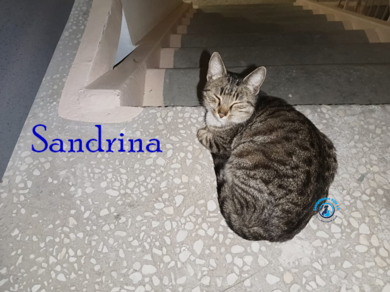 Lyudmila/Katzen/Sandrina/Sandrina02mN.jpg