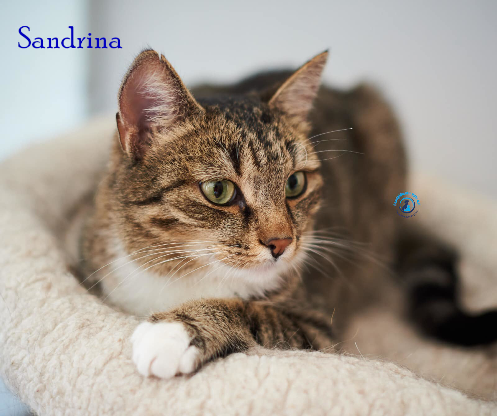 Lyudmila/Katzen/Sandrina/Sandrina10mN.jpg