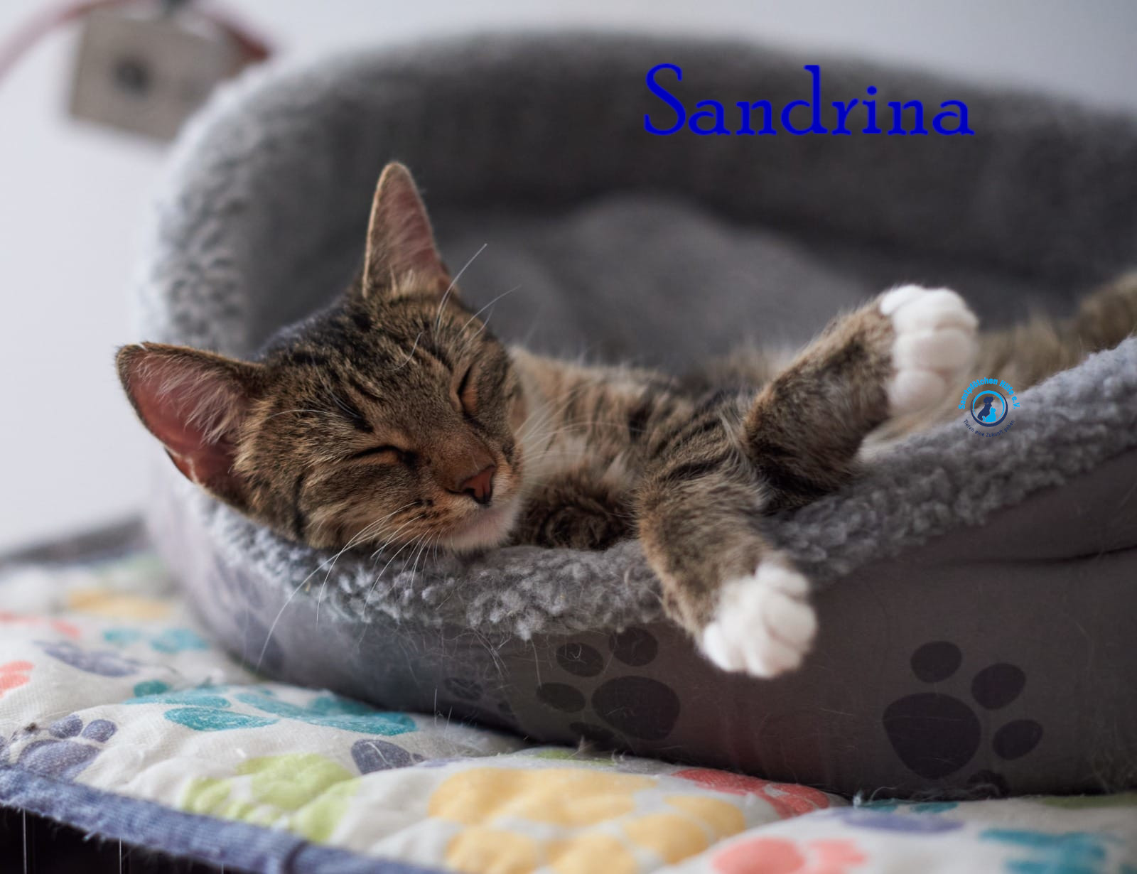 Lyudmila/Katzen/Sandrina/Sandrina11mN.jpg