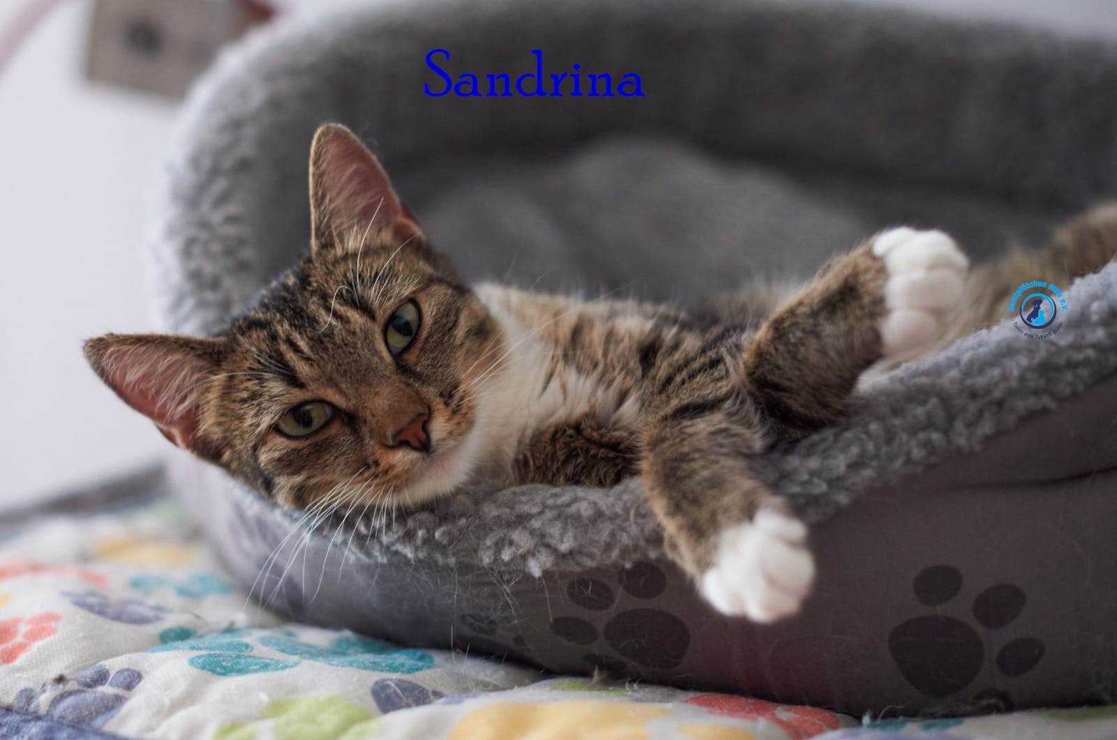 Lyudmila/Katzen/Sandrina/Sandrina12mN.jpg