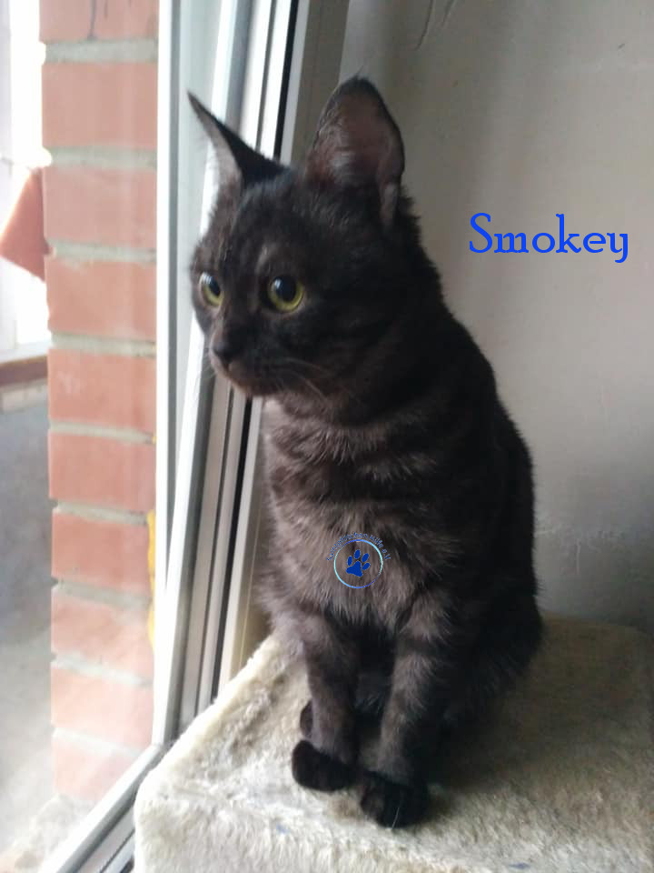 Lyudmila/Katzen/Smokey/Smokey_02mN.jpg