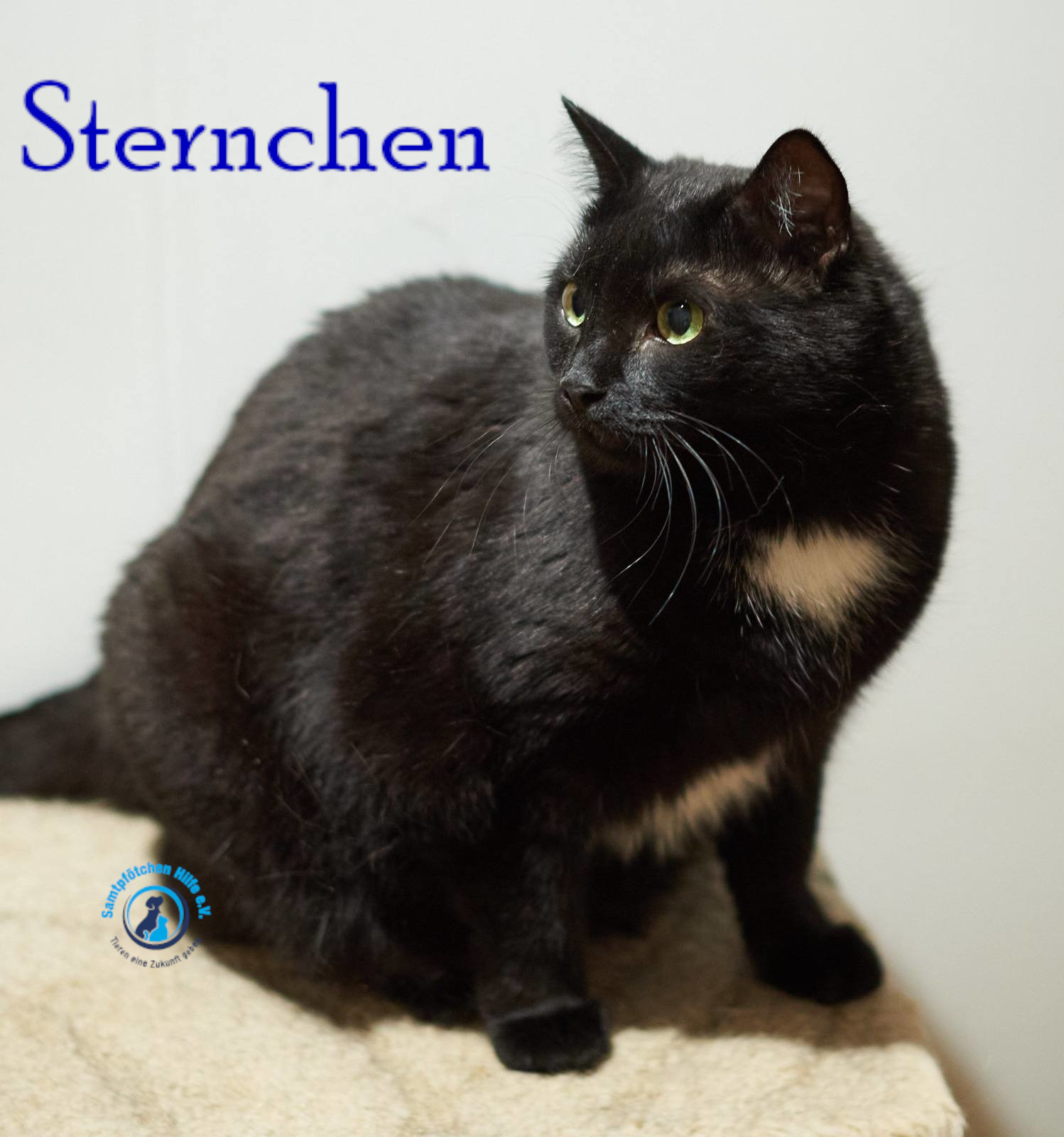 Lyudmila/Katzen/Sternchen/Sternchen33mN.jpg