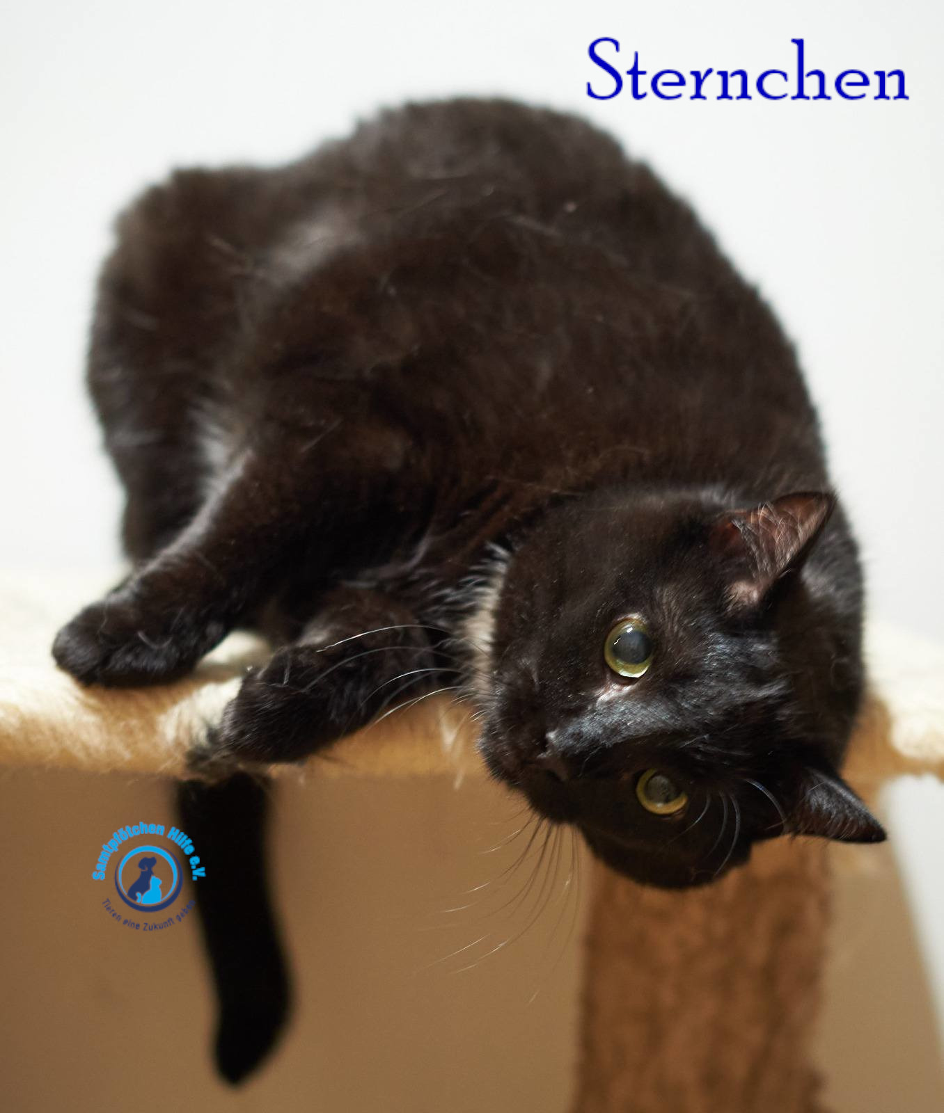 Lyudmila/Katzen/Sternchen/Sternchen34mN.jpg