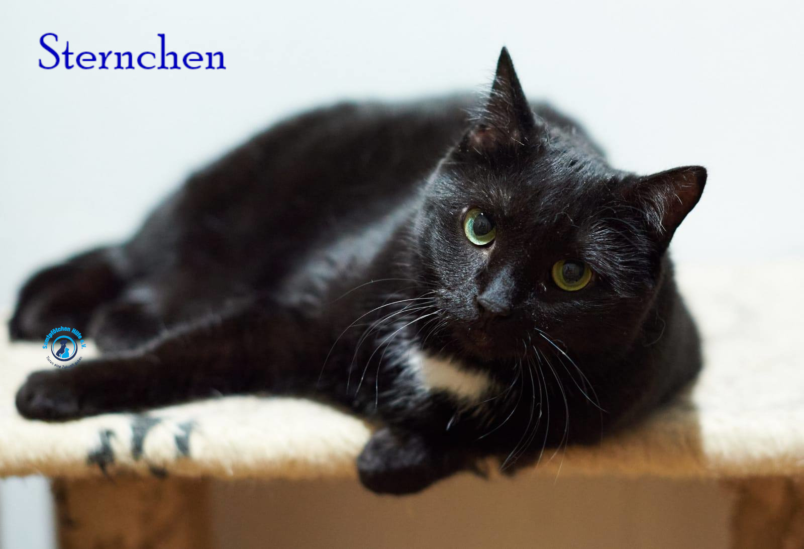 Lyudmila/Katzen/Sternchen/Sternchen35mN.jpg
