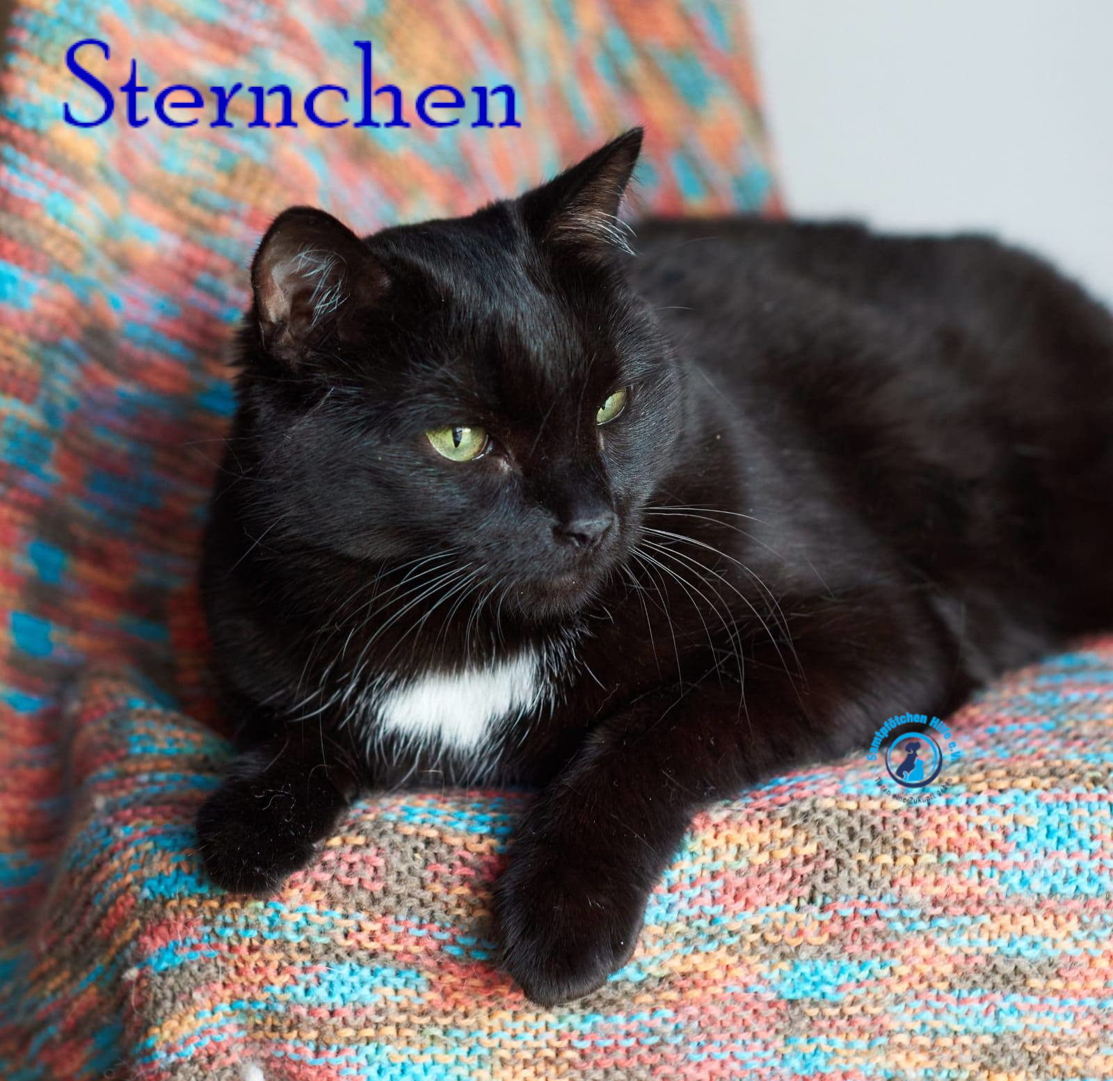 Lyudmila/Katzen/Sternchen/Sternchen38mN.jpg