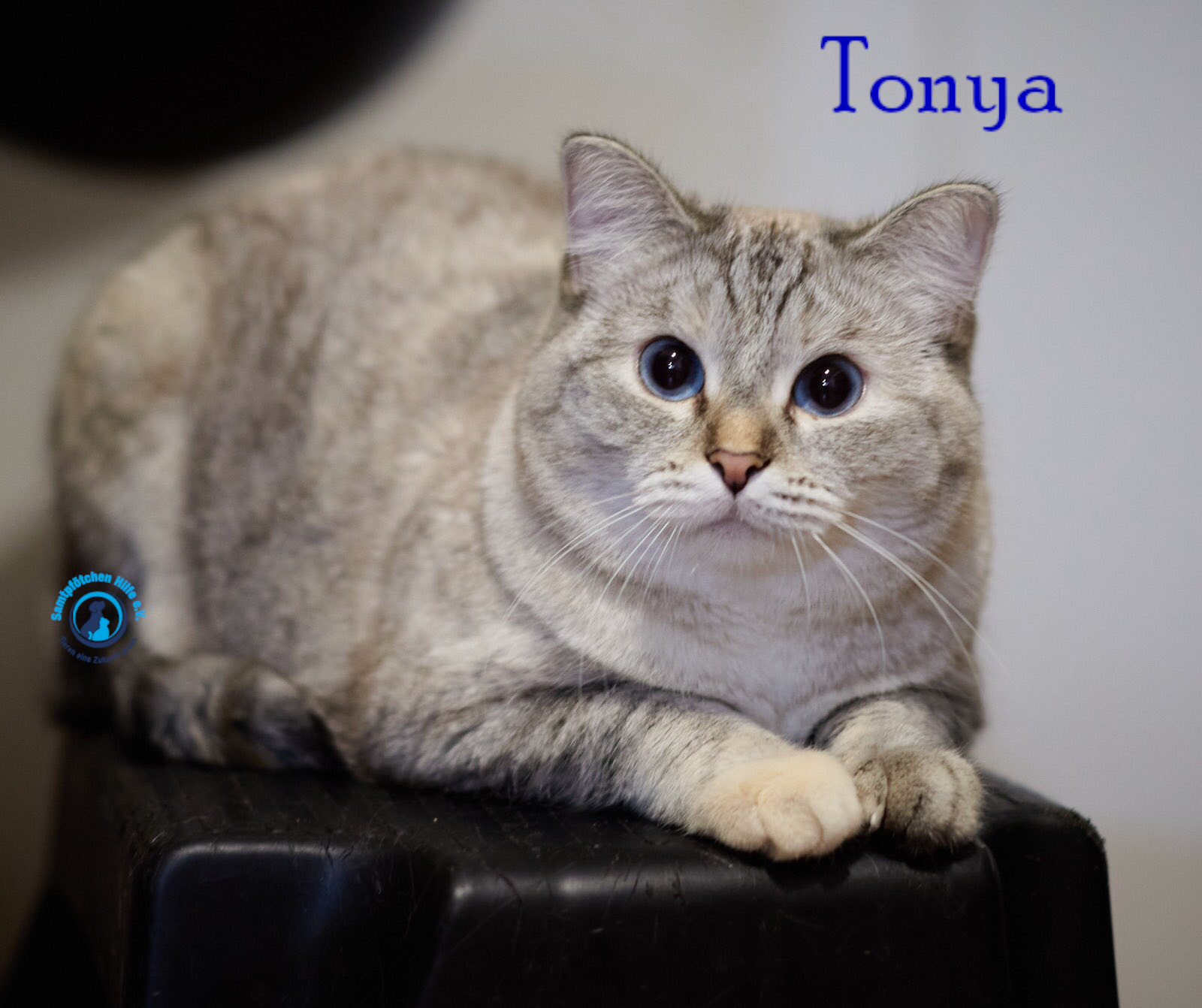 Lyudmila/Katzen/Tonya/Tonya10mN.jpg