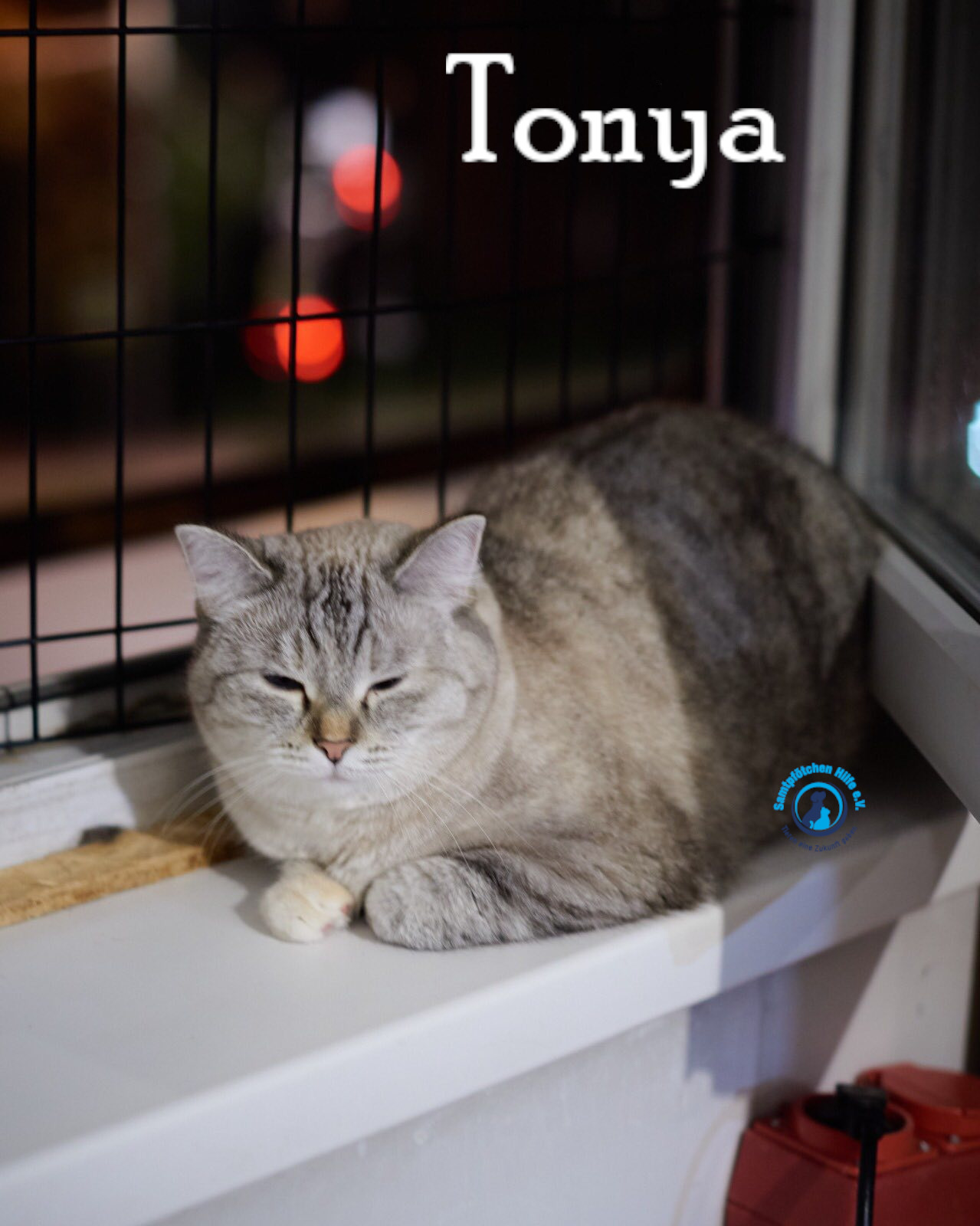 Lyudmila/Katzen/Tonya/Tonya11mN.jpg