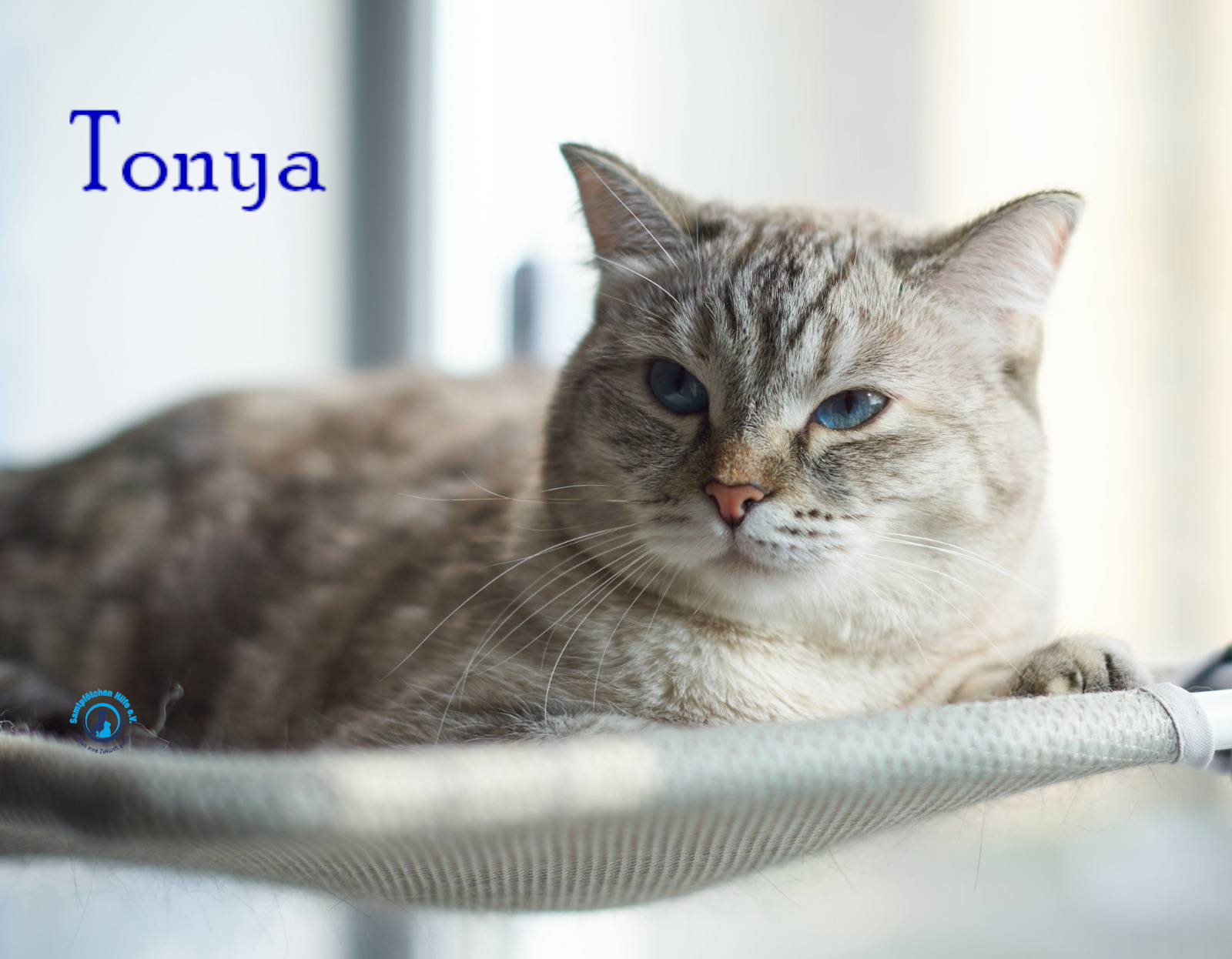 Lyudmila/Katzen/Tonya/Tonya12mN.jpg