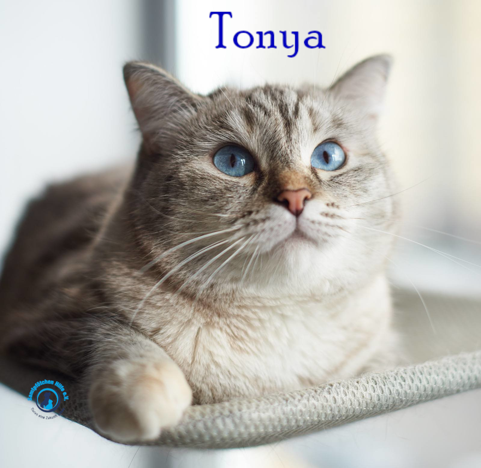 Lyudmila/Katzen/Tonya/Tonya13mN.jpg