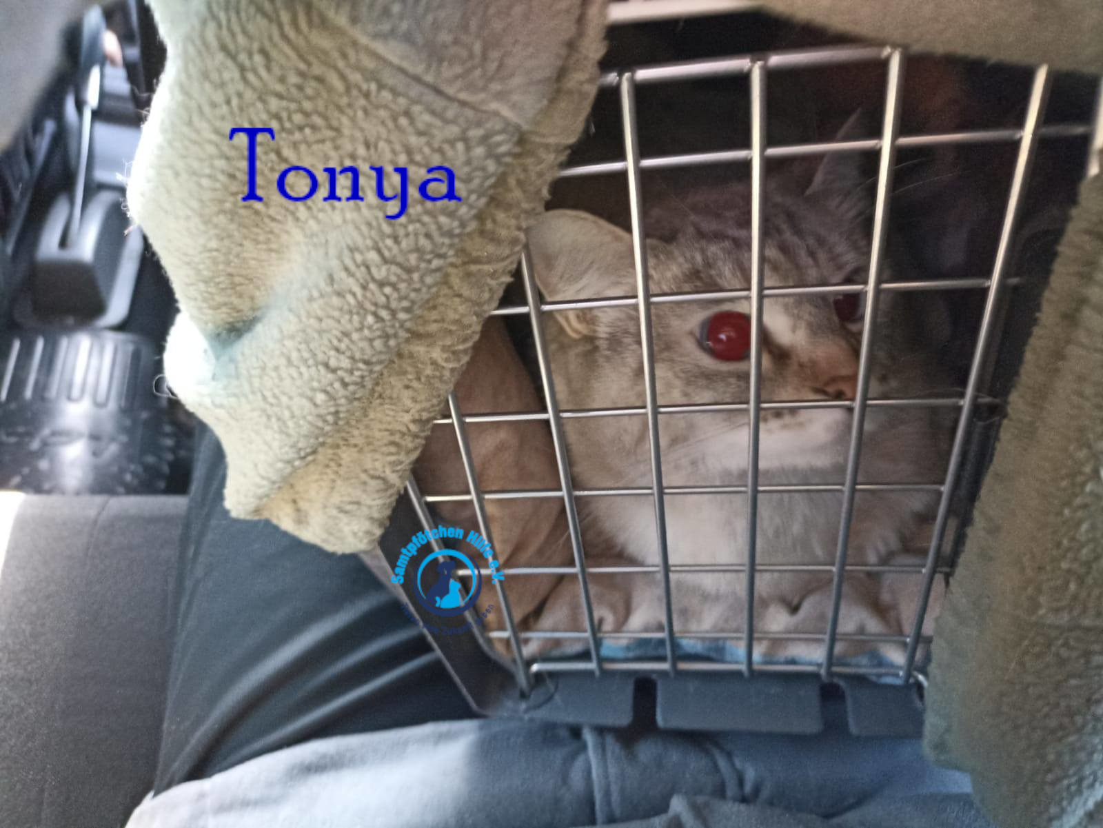 Lyudmila/Katzen/Tonya/Tonya20mN.jpg